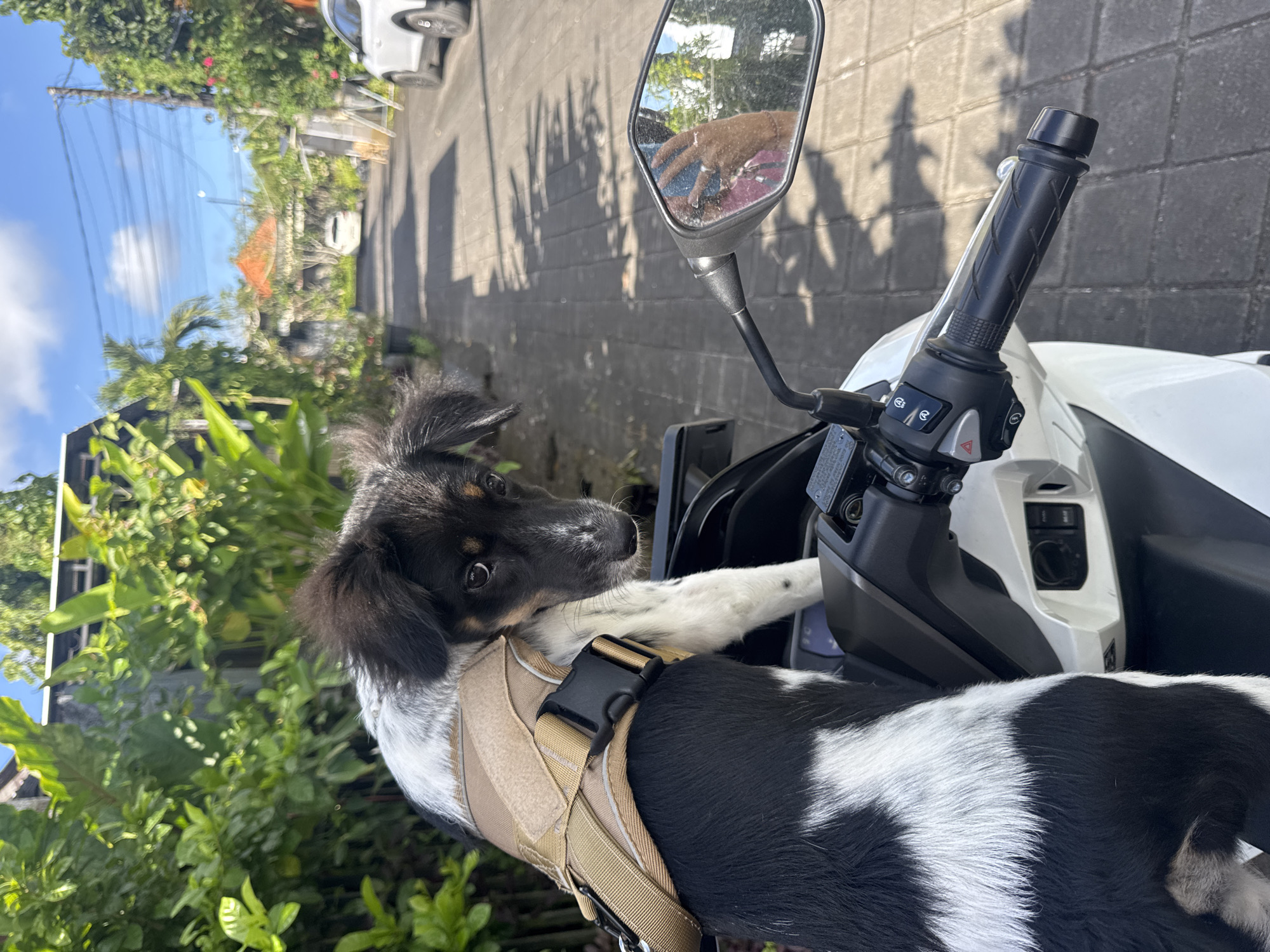 A medium shot captures a black-and-white dog wearing a tan harness, perched on the front of a white scooter. The dog looks upward toward the viewer, its front paw resting on the scooter's controls. The scooter features a black handlebar grip and a side mirror, which reflects a gloved hand. The background includes lush green vegetation, a sidewalk, and a street scene with a parked white car under a blue sky. The location is Kuta Selatan, Indonesia.