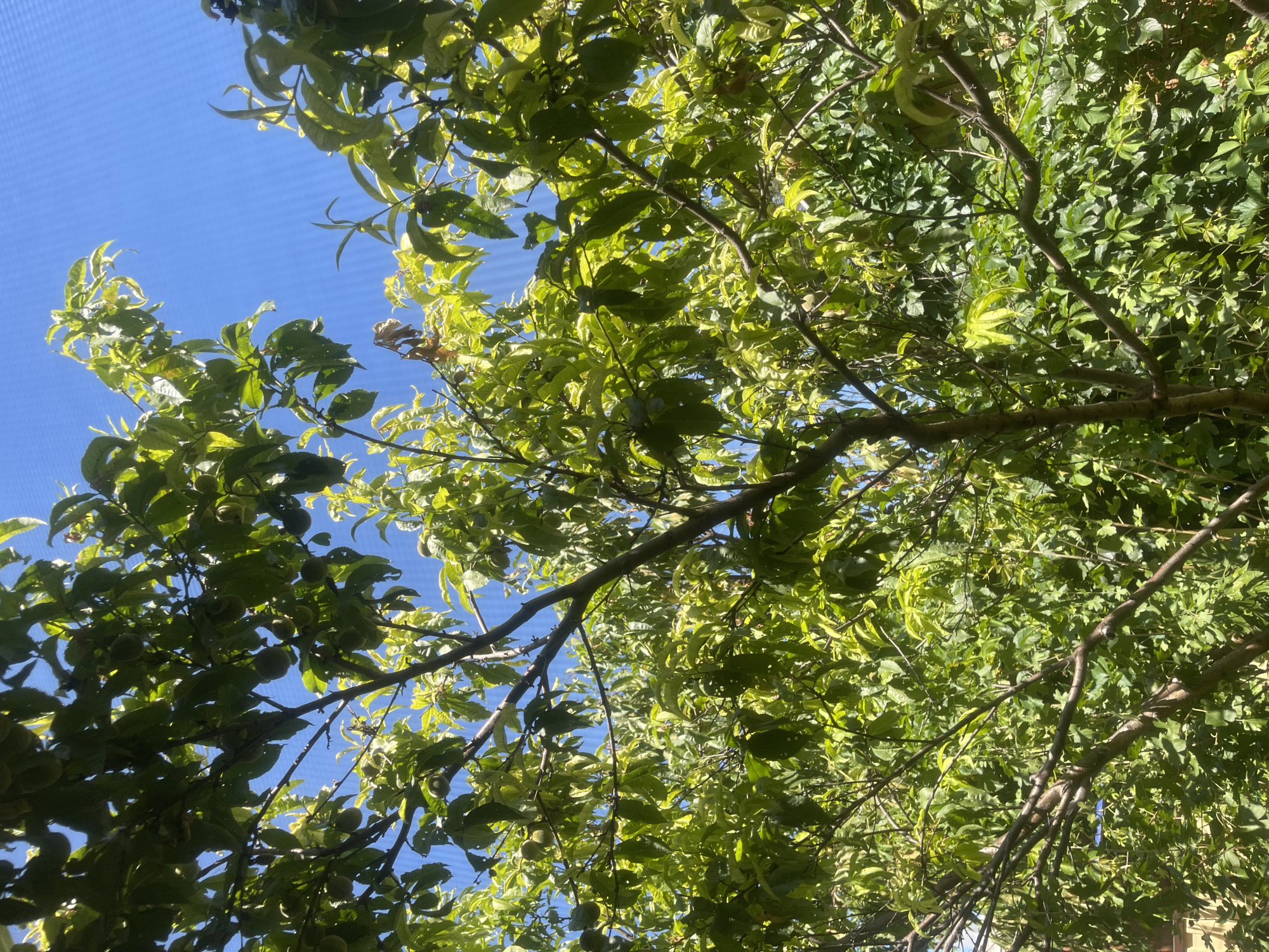 The image shows a tree with green leaves and some small, round, green fruits, possibly peaches or plums, growing on its branches. The tree is viewed from below, looking up towards a clear blue sky. Sunlight filters through the leaves, creating dappled patterns of light and shadow. The overall impression is of a warm, sunny day in a garden or orchard. No people or specific landmarks are visible, so it's not possible to determine the exact location in Primorsko-Akhtarsk, Russia.