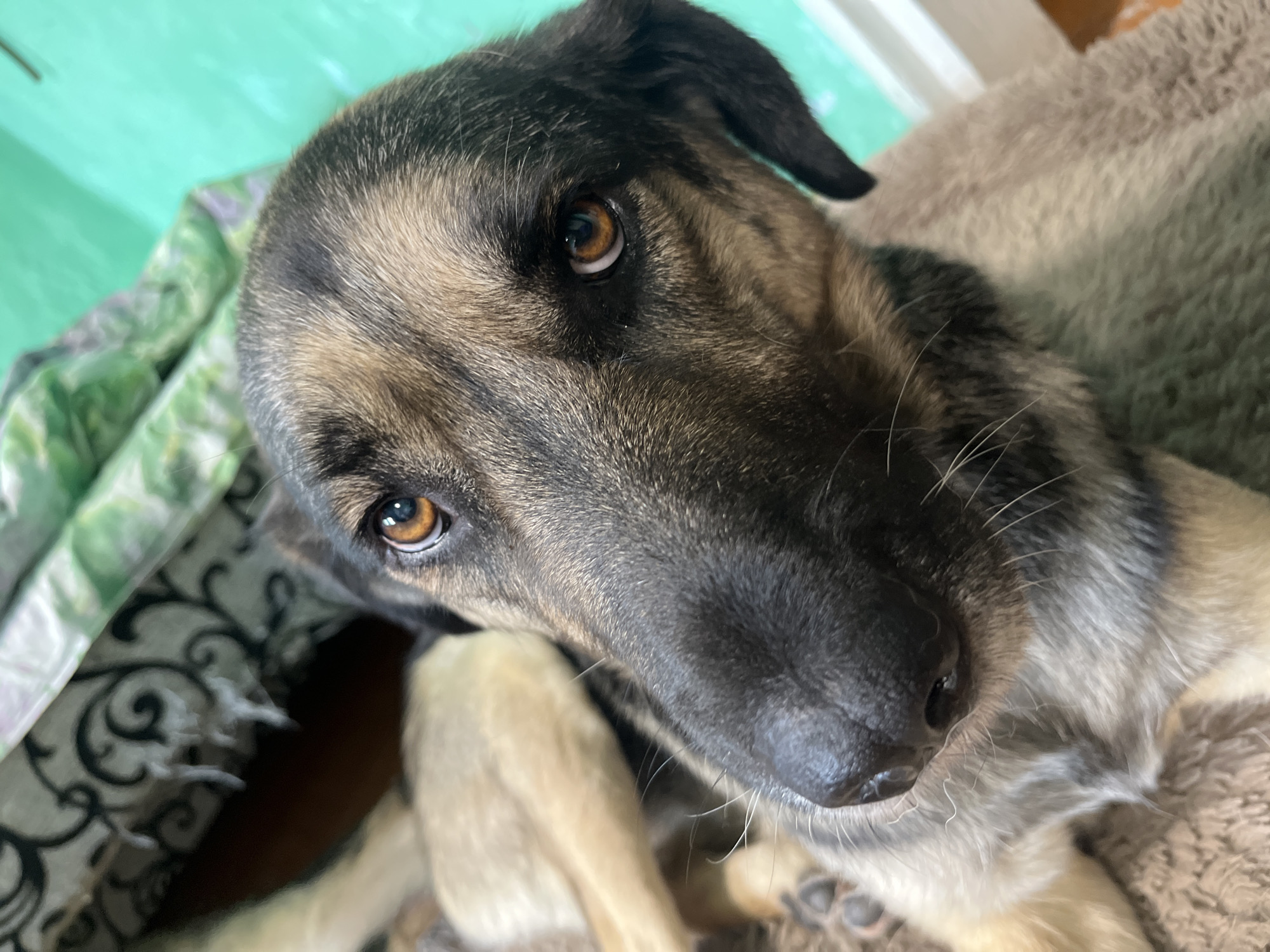A close-up, eye-level shot captures a German Shepherd dog resting indoors, its face occupying most of the frame. The dog has a black snout, intelligent amber eyes, and fur with a mix of tan, black, and gray markings. Its ears are partially visible, one flopped down and the other slightly raised. The background is softly blurred, showing a patterned fabric in shades of cream and black on the left, and a bright teal surface on the right. The dog appears relaxed, with its head tilted slightly towards the camera. The scene is indoors and shows no indication of the city of Nizhny Tagil, Russia.