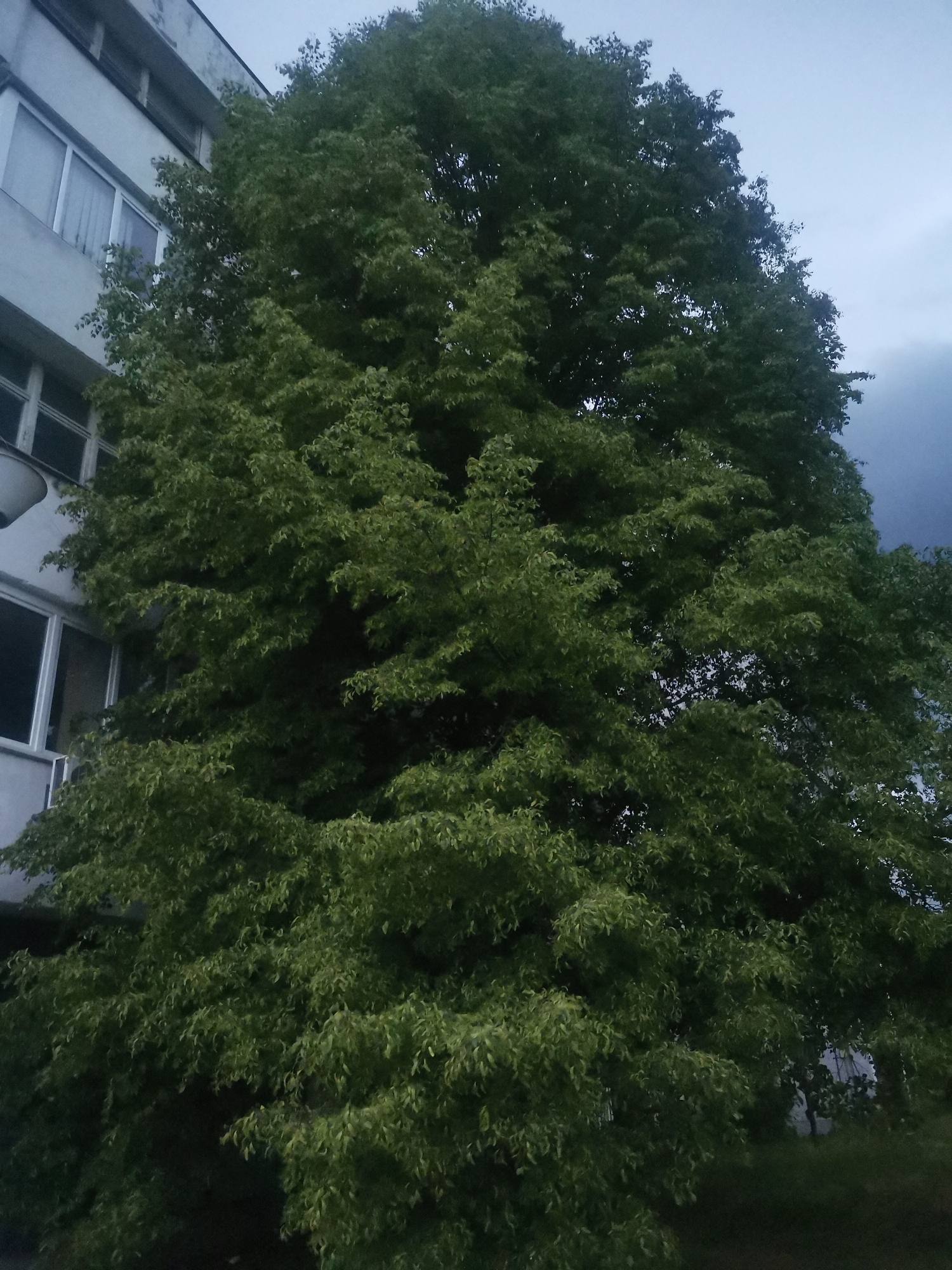 This full-frame, static photograph captures a large, dense green tree dominating the foreground and midground, with part of a multi-story building visible on the left. The tree's lush foliage, varying in shades of green, fills most of the frame from top to bottom and right to left, partially obscuring the building and the sky.
The building, an urban or residential structure, is light grey or off-white with multiple windows featuring white frames visible on its left facade. The sky in the background is a muted grey and appears heavily overcast, especially towards the upper right, suggesting an overcast day, late afternoon, or dusk. The weather appears cloudy and possibly damp.
No people or discernible activities are present in the scene; it's a still shot of the environment. The image portrays nature's significant presence alongside urban architecture in Zhivkovo, Bulgaria. There is no visible text within the image.