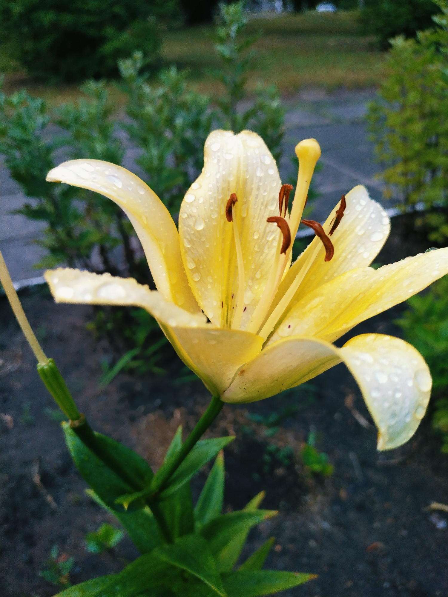 A yellow lily, speckled with water droplets, is in full bloom, its petals unfurled towards the viewer. The flower's center features delicate brown stamens and a bright yellow pistil. Green leaves and stems are visible at the base of the bloom. The background is a soft blur of green foliage and dark soil, suggesting an outdoor setting. The image appears to have been taken in Horishni Plavni, Ukraine, likely in a garden or park environment.