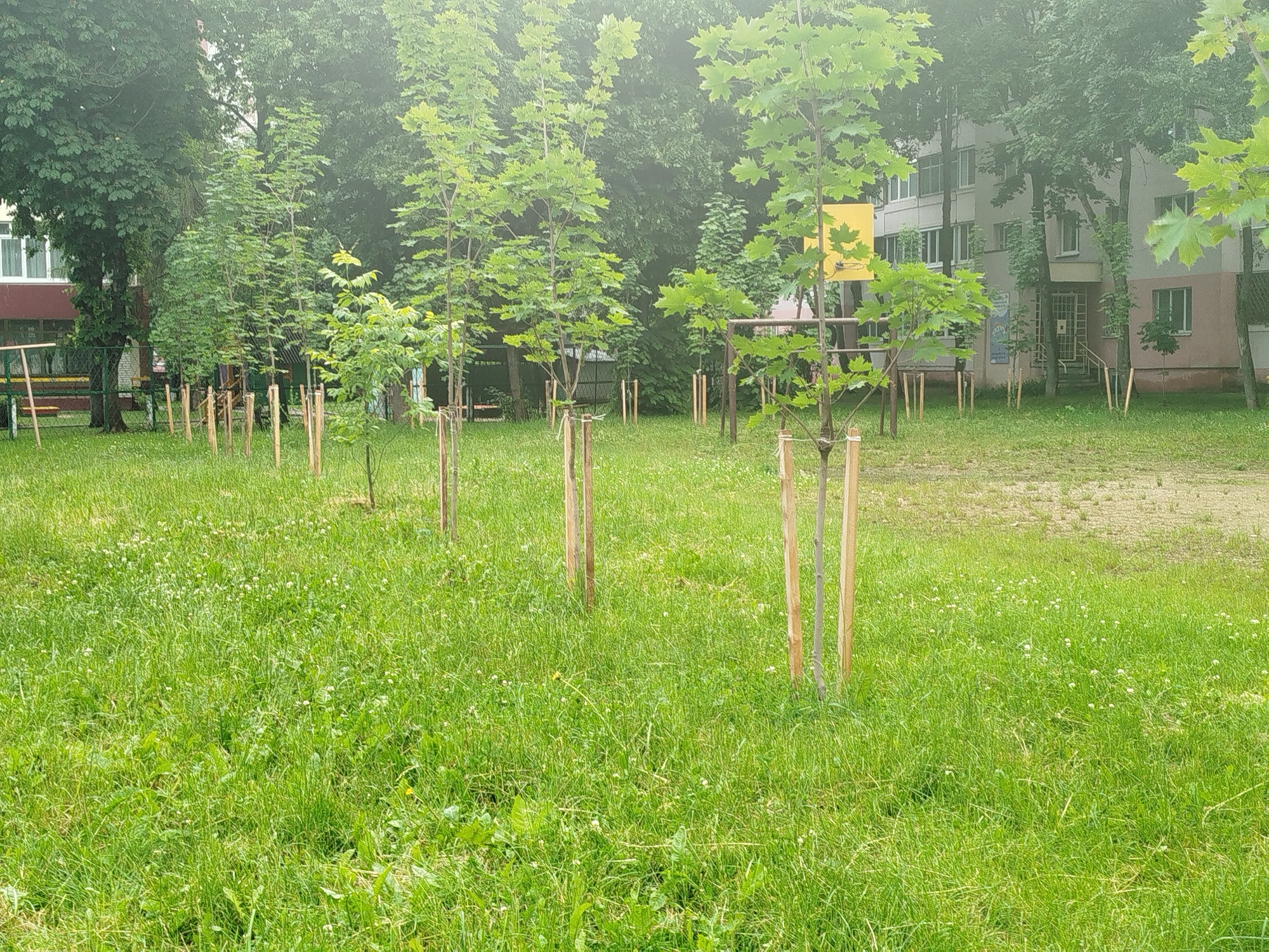 The image depicts a residential courtyard in a city, likely during daytime under overcast skies, given the diffused light and the slight haze. The foreground is dominated by a lush green lawn with scattered small white wildflowers. Several young trees, recently planted and supported by wooden stakes, are evenly spaced across the lawn, suggesting an effort to enhance the urban greenery.
In the midground, a children's playground structure with yellow and red elements is partially visible on the left, behind a chain-link fence. Behind the trees and playground, a multi-story apartment building with a light-colored facade and numerous windows is visible. The building appears to be of Soviet-era or similar architecture, typical of many Eastern European cities.
The overall impression is one of a community space undergoing landscaping or revitalization, with a blend of urban infrastructure and natural elements. There are no people visible in the image.