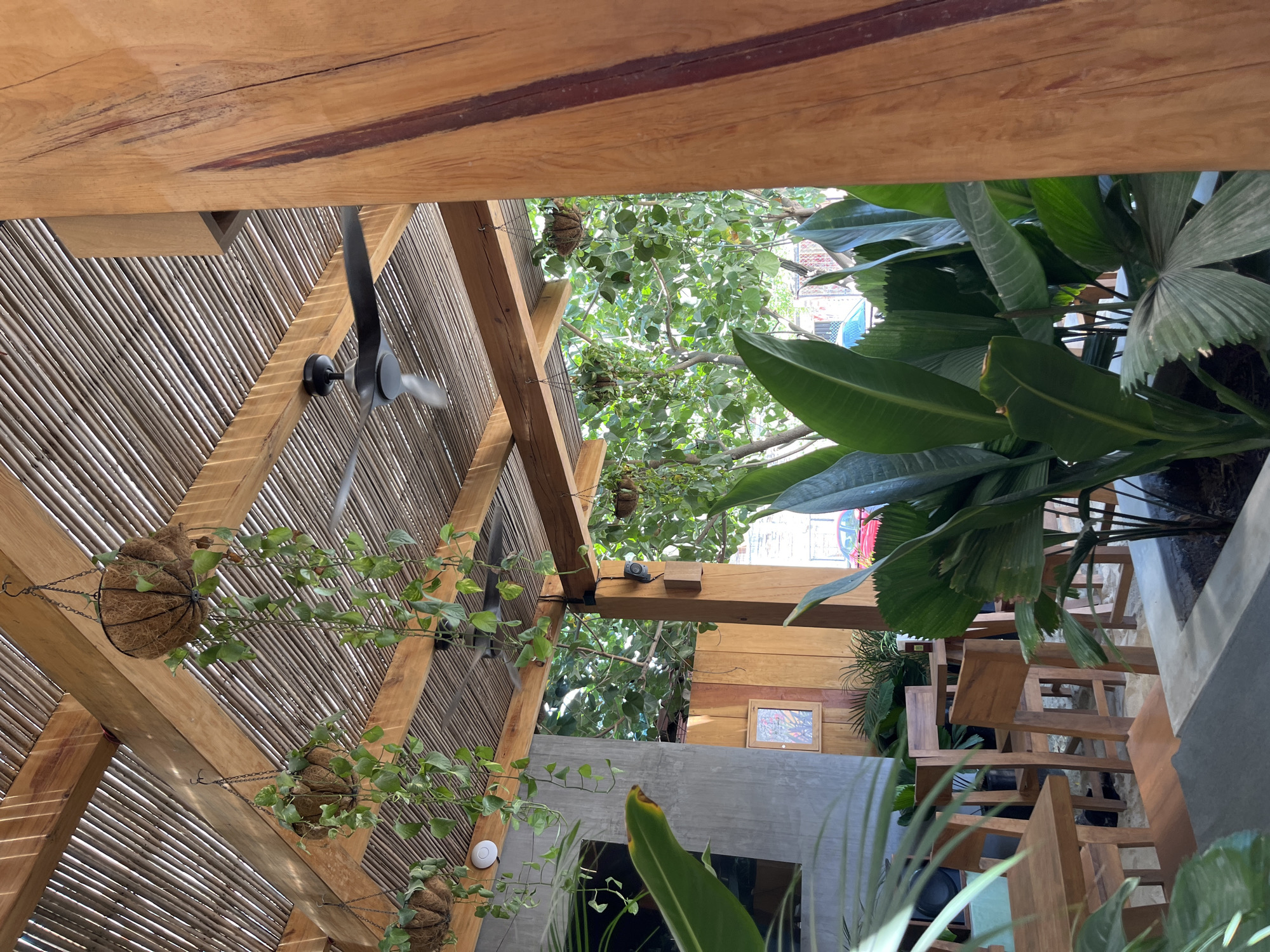 The image depicts an open-air patio area in Puerto Escondido, Mexico. The scene is shot from a low angle, looking up at a bamboo-covered roof structure supported by wooden beams. Hanging from the beams are several potted plants with trailing vines. A ceiling fan with black blades is attached to one of the beams and is in motion.
Outside the roof structure, lush tropical foliage is visible. In the background, glimpses of the city can be seen. The patio area has wooden chairs and tables. A concrete wall with built-in planters further defines the space.