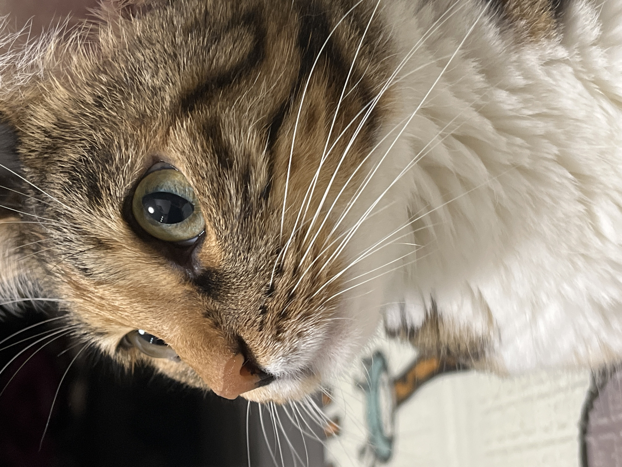 This is a close-up, eye-level, medium shot of the face of a domestic cat, taken indoors. The cat has tabby markings in brown and black, with white fur around its mouth and chest. Its eyes are large and green, with visible reflections of light within the pupils. The cat's whiskers are long and white. The background is dark and out of focus, with a patterned surface, possibly a rug or tablecloth, visible in the lower left portion of the image. There are no people or any discernible urban features. The image does not provide any information that would allow for the identification of its location in the city of Nizhny Novgorod, Russia.