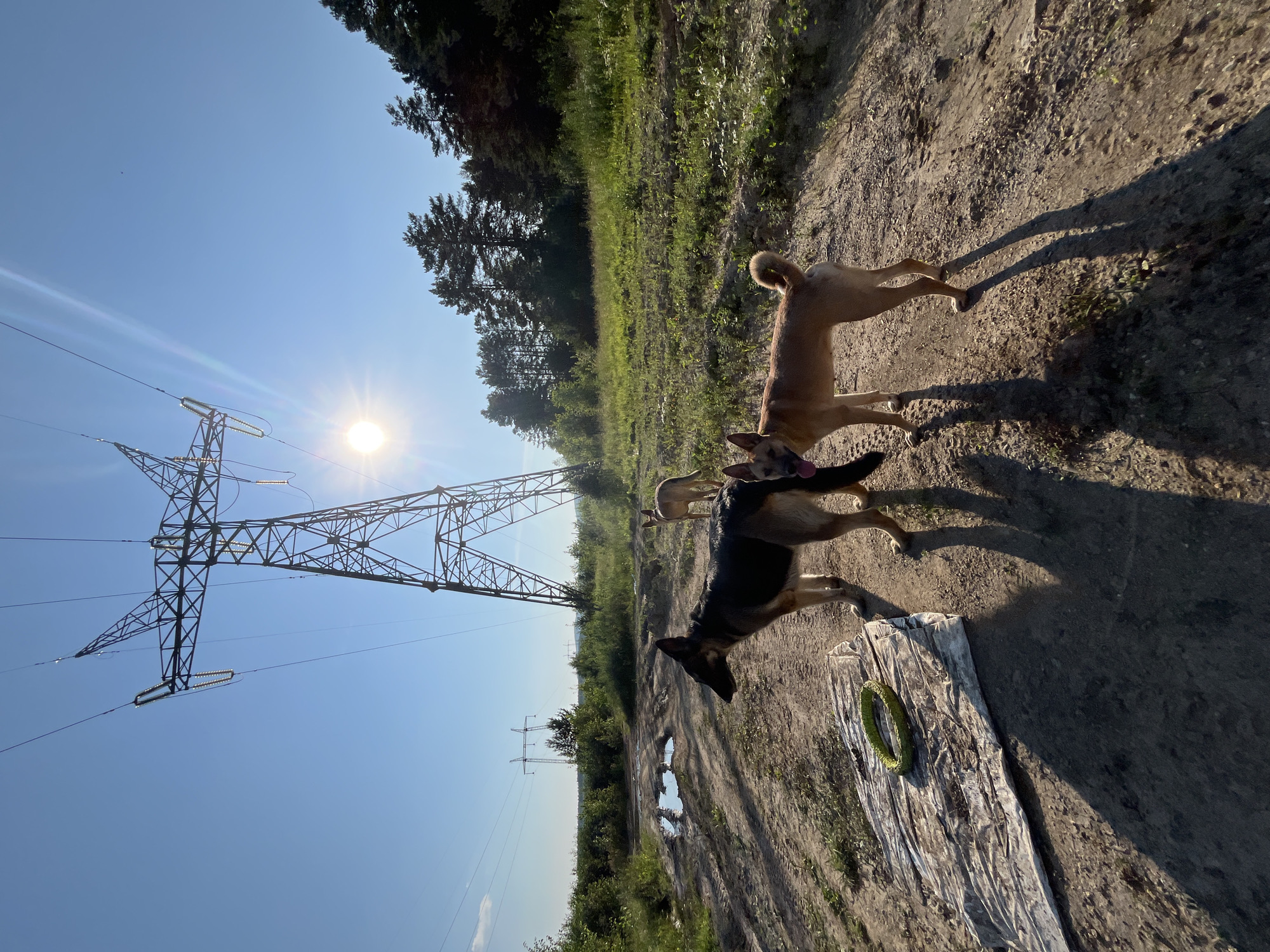 This is a wide-angle, eye-level, full outdoor shot of a natural area with a large power line tower in the background. The sky is a clear, bright blue with the sun shining intensely, creating lens flare. The ground is a dirt path with some patches of grass and small puddles of water. In the foreground, there are three dogs. The dog on the left is a German Shepherd, black and tan, standing and facing left. In the center is a lighter-colored dog with a curled tail, facing right. Another dog, mostly out of frame on the right, is also visible. A green ring-shaped toy rests on a tarp on the ground to the left of the German Shepherd. In the middle ground, more power lines stretch across the landscape, and a line of trees forms the horizon. The overall scene suggests a rural or semi-rural environment, possibly on the outskirts of the city of Nizhny Tagil, Russia, given the presence of industrial infrastructure like power lines.