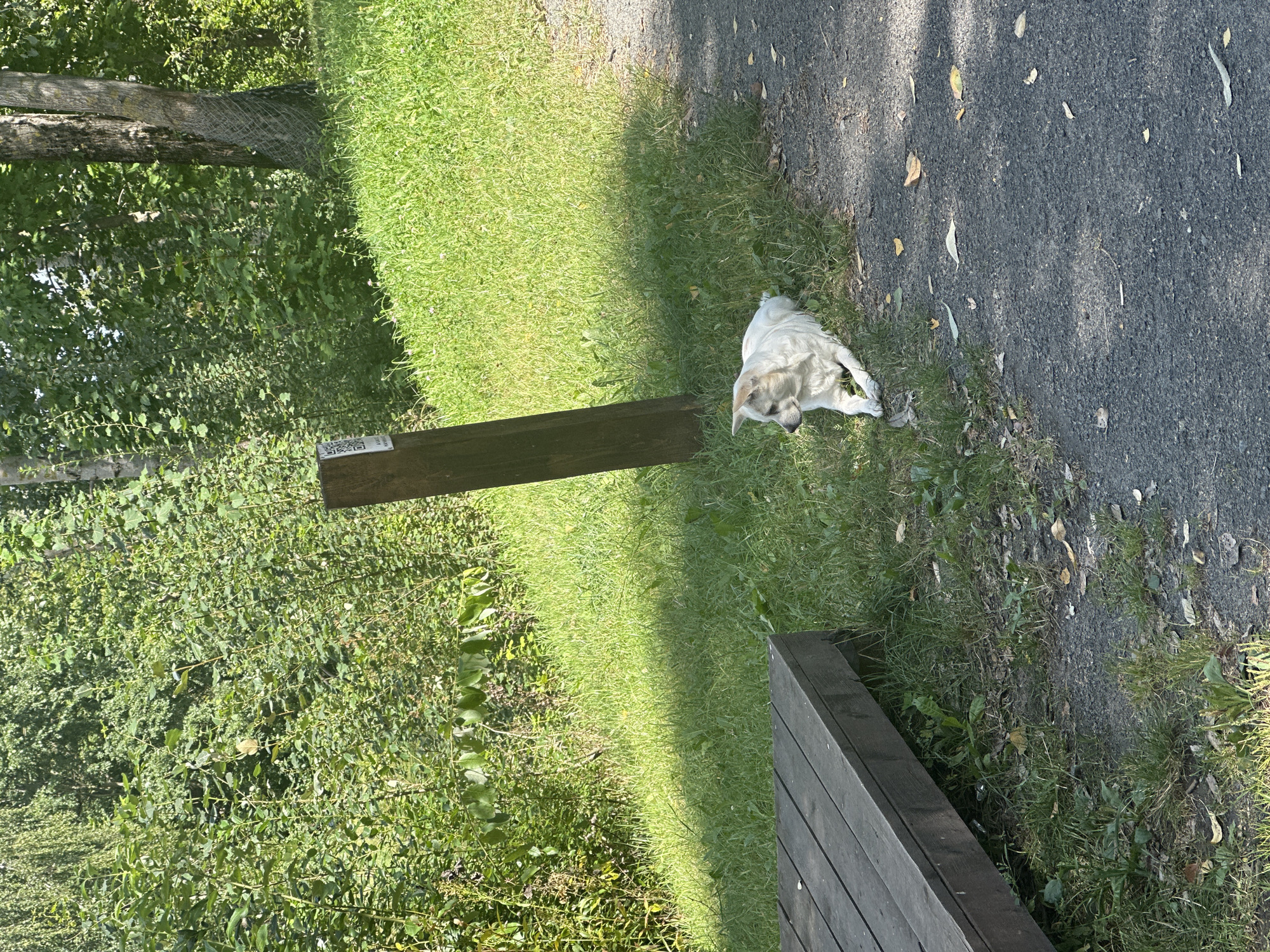A small, white dog with tan markings is lying down on a grassy area next to a paved path. The dog is facing to the left of the frame. To the left of the dog is a wooden structure, possibly a bench or deck, and a wooden post with a QR code attached. The background consists of lush green trees and foliage, indicating an outdoor, possibly park-like setting. The lighting suggests it is daytime with strong sunlight casting shadows. This scene is located in the city of Minsk, Belarus.