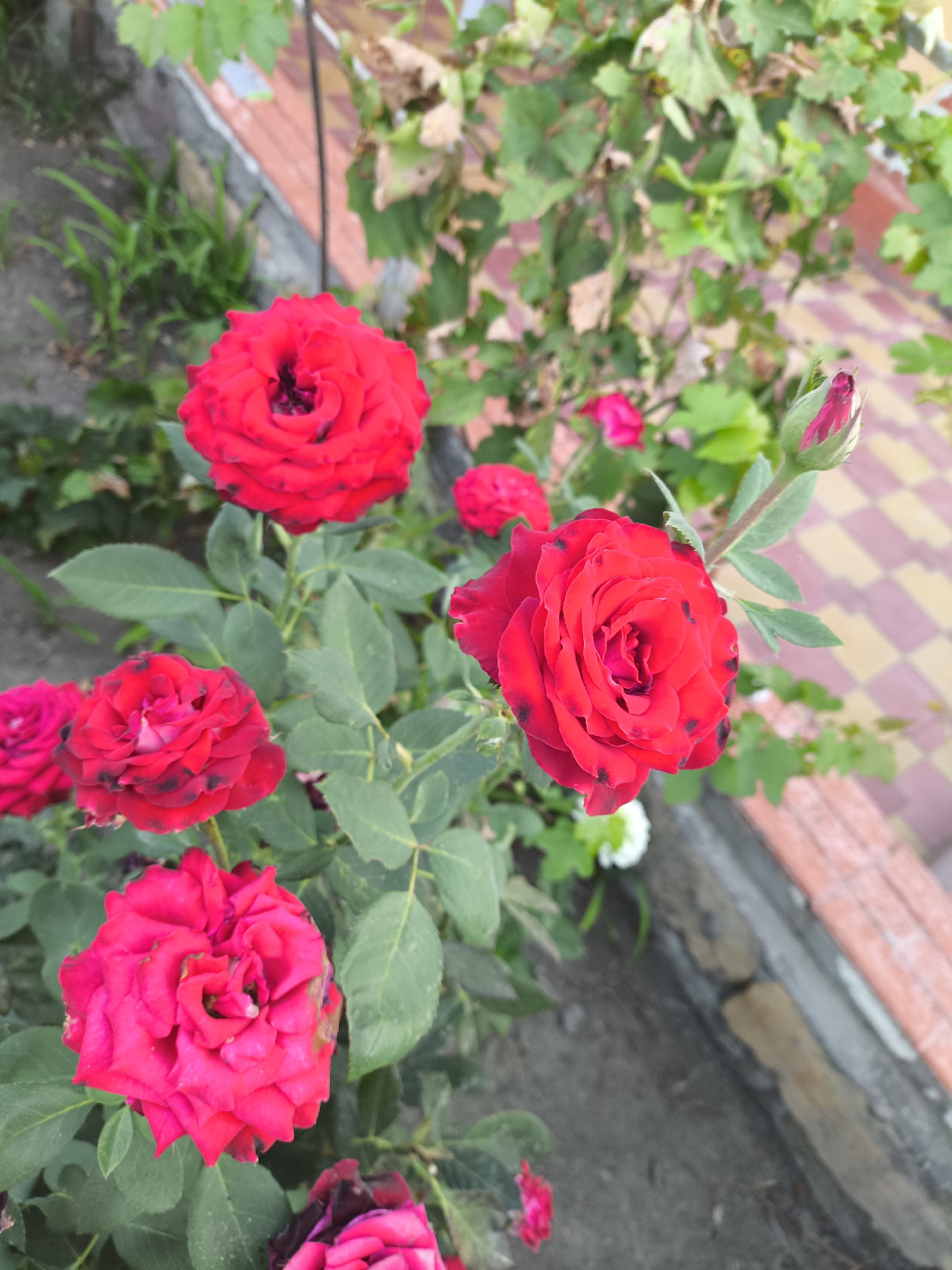 A cluster of vibrant red roses, some fully bloomed and others as buds, are the central focus of this outdoor scene. The roses exhibit deep red petals, with some showing dark spots. They are surrounded by lush green foliage, indicative of a garden setting. In the background, a paved pathway with a diamond pattern of beige and reddish-brown tiles is visible, along with a low retaining wall constructed from bricks. The environment suggests a well-maintained garden area, possibly a private residence or a public park in Yuzhno-Sukhokumsk, Russia. There are no people or animals present in the image. The lighting appears to be natural daylight.
