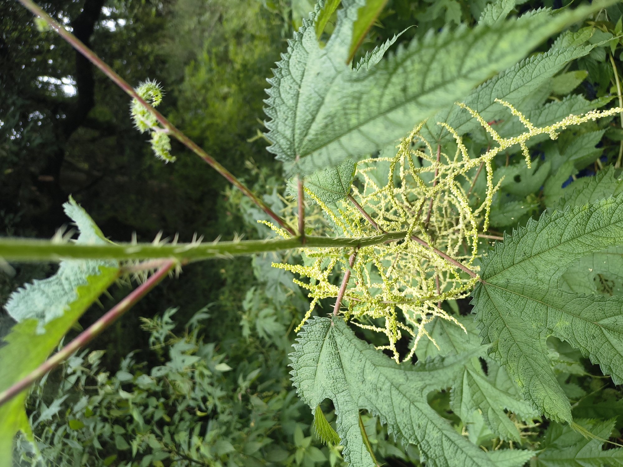 A close-up shot focuses on the flowering stalk of a plant, likely nettle, with its characteristic stinging hairs visible on the stem and leaves. The plant's large, serrated green leaves are prominent in the foreground, with a blurred background of lush greenery, suggesting a natural or garden setting. The image does not contain any information about the city of Haini, India.