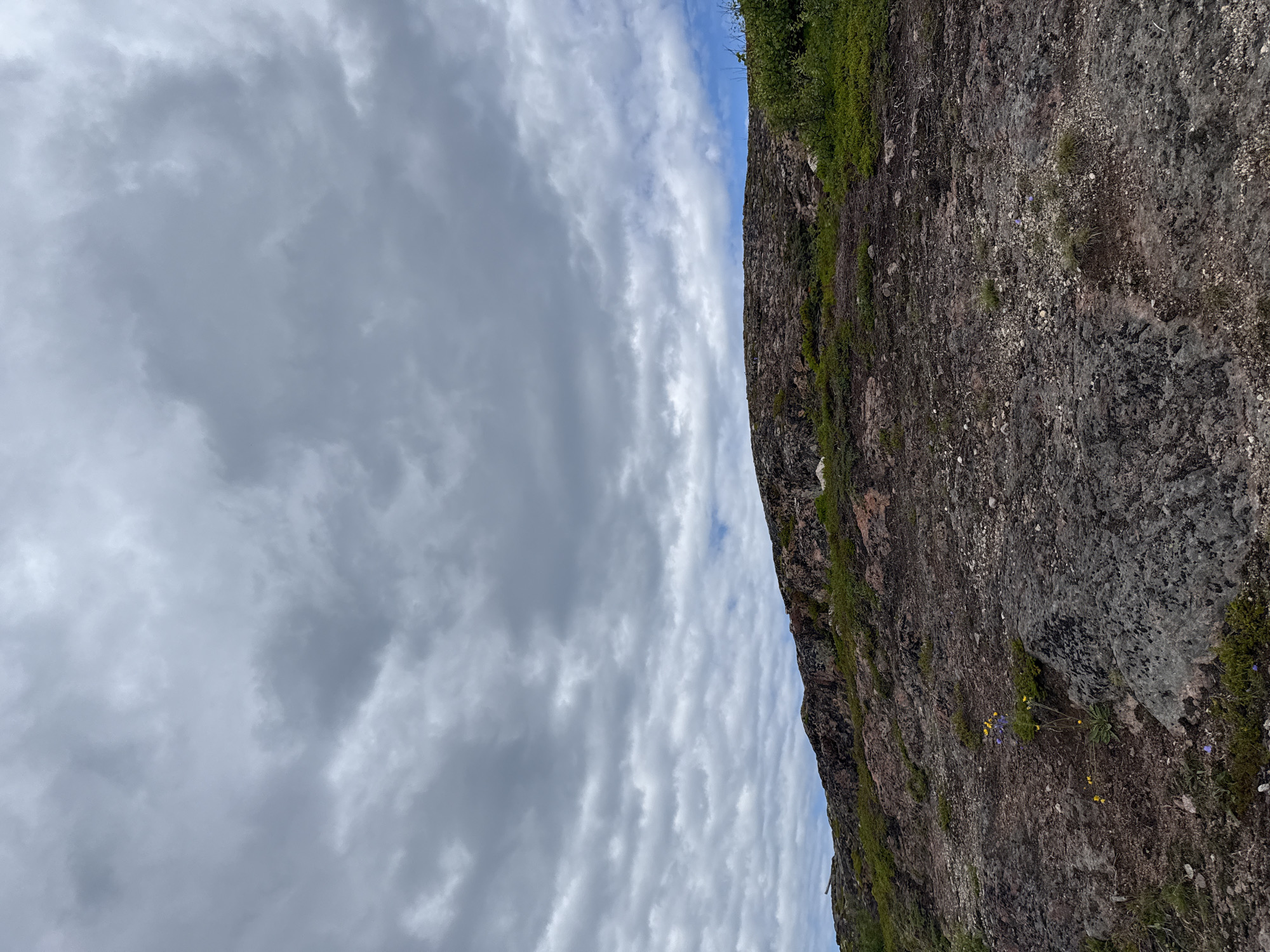 The image depicts a rocky, sparsely vegetated terrain under a cloudy sky, characteristic of the Arctic tundra. The foreground is dominated by rough, dark-colored rocks interspersed with small patches of green moss and low-lying plants. A cluster of small yellow and purple wildflowers is visible towards the left of the frame. In the mid-ground, the terrain slopes upward to a rocky ridge covered with more vegetation. The background consists of a vast expanse of grey and white clouds, with hints of blue sky peeking through in places. The scene is devoid of any human presence or man-made structures, suggesting a natural, remote landscape. This environment is consistent with the coastal tundra found in Teriberka, Russia, a village located on the Kola Peninsula in Murmansk Oblast.