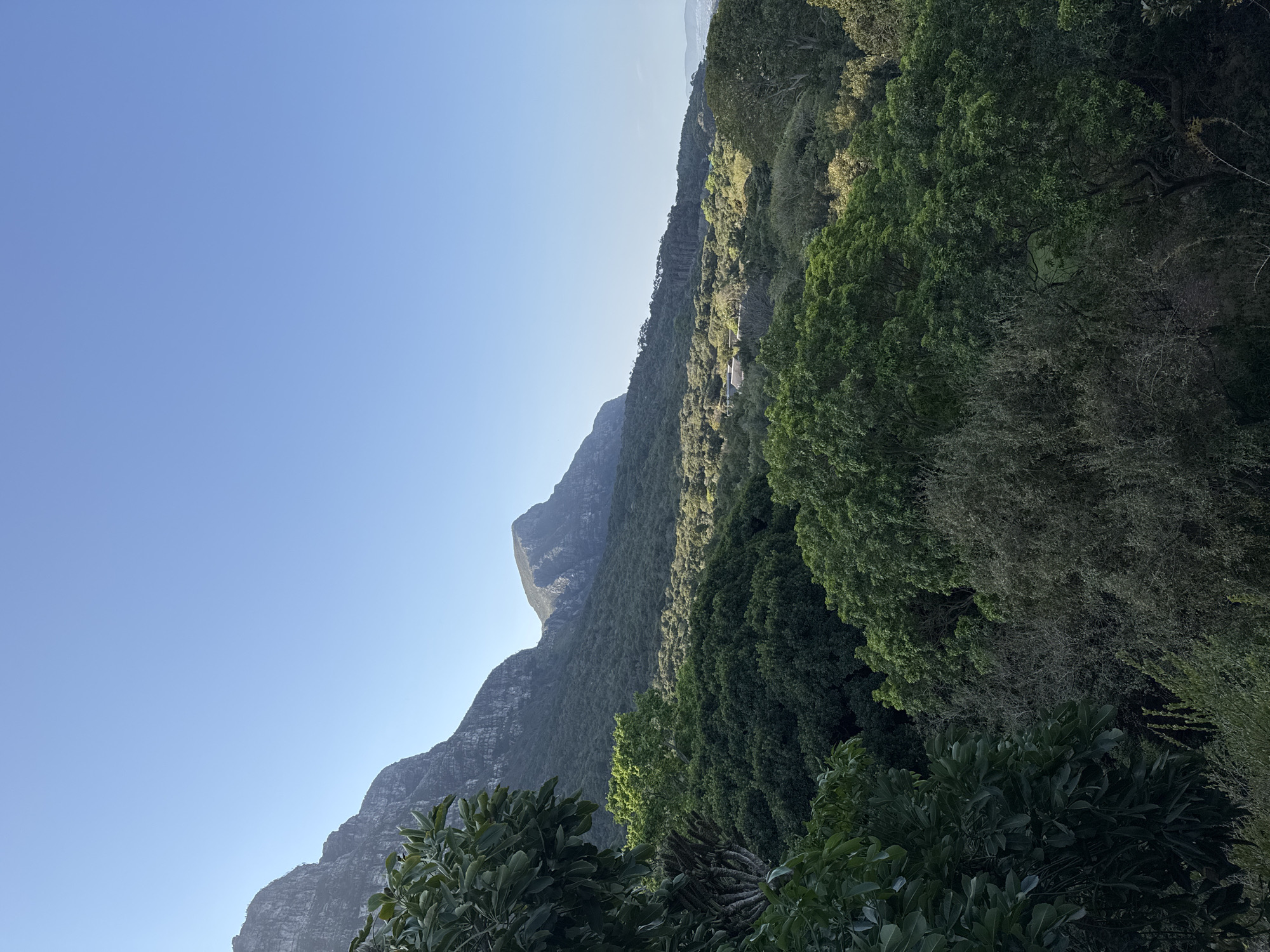 The image depicts a scenic view of the iconic Table Mountain range in Cape Town, South Africa, likely from a vantage point overlooking Kirstenbosch Botanical Gardens or a similar elevated position. The foreground is dominated by lush green trees and foliage, with one particularly large tree with broad leaves on the left side of the frame. Beyond the dense greenery, the majestic, rugged slopes of Table Mountain rise prominently, their rocky textures and steep inclines clearly visible under a bright, clear blue sky. Several distinct peaks of the mountain range are discernible, receding into the distance. A scattering of vegetation covers the lower slopes and hills leading up to the main mountain massif. The overall impression is one of natural beauty and a serene, expansive landscape. There are no people, animals, or man-made structures clearly visible that would indicate specific activity or interaction.