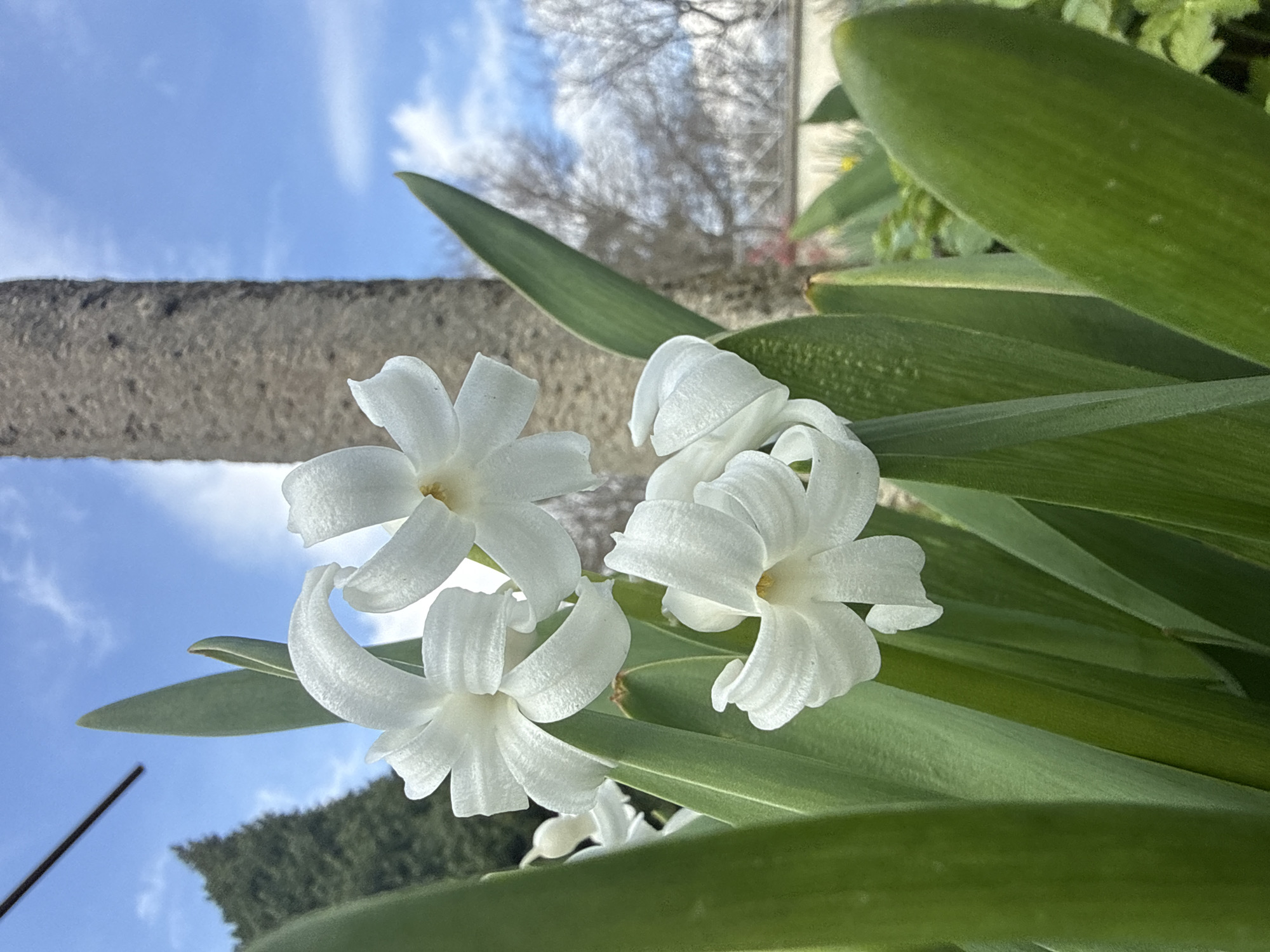 The image shows a cluster of white hyacinth flowers in bloom, with long, green leaves surrounding them. The flowers and leaves are positioned against a blurred background of blue sky with scattered clouds, a section of a gray concrete structure, and distant trees. The camera angle is low, looking upwards. There are no people visible. The location information (Pirne, Bulgaria) is not discernible from the image itself.