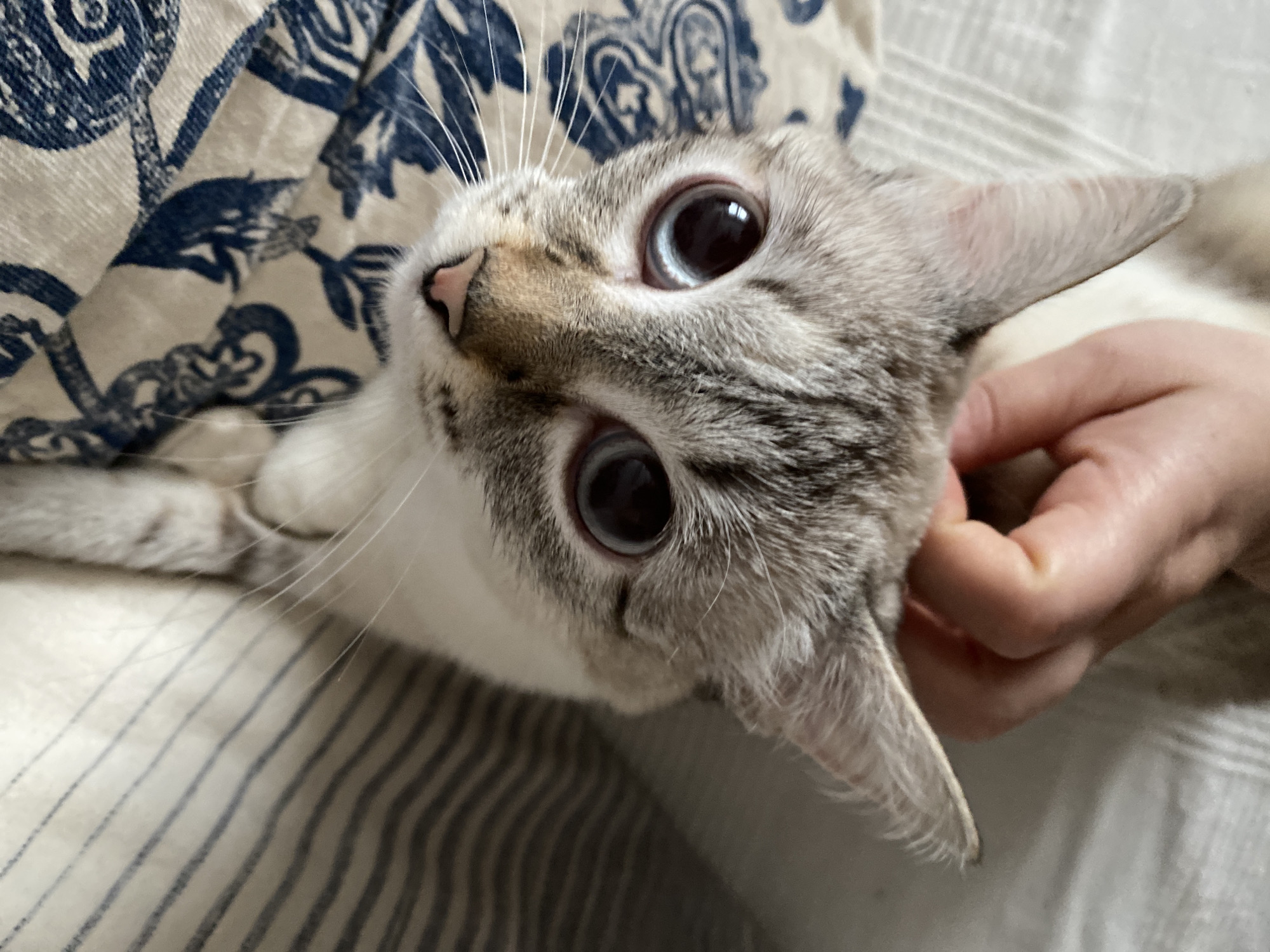 A light-colored cat with gray tabby markings on its face and large, dilated pupils, is being petted by a human hand. The cat's face is the primary focus, filling a significant portion of the frame. The cat is positioned at an angle, with its head tilted. The human hand is near the cat's ear, appearing to be scratching or petting it. The background consists of bed linens; one portion features a white background with blue floral or paisley-like designs, while another portion has white fabric with gray vertical stripes. There is no evidence to suggest a specific location, particularly Yekaterinburg, Russia.