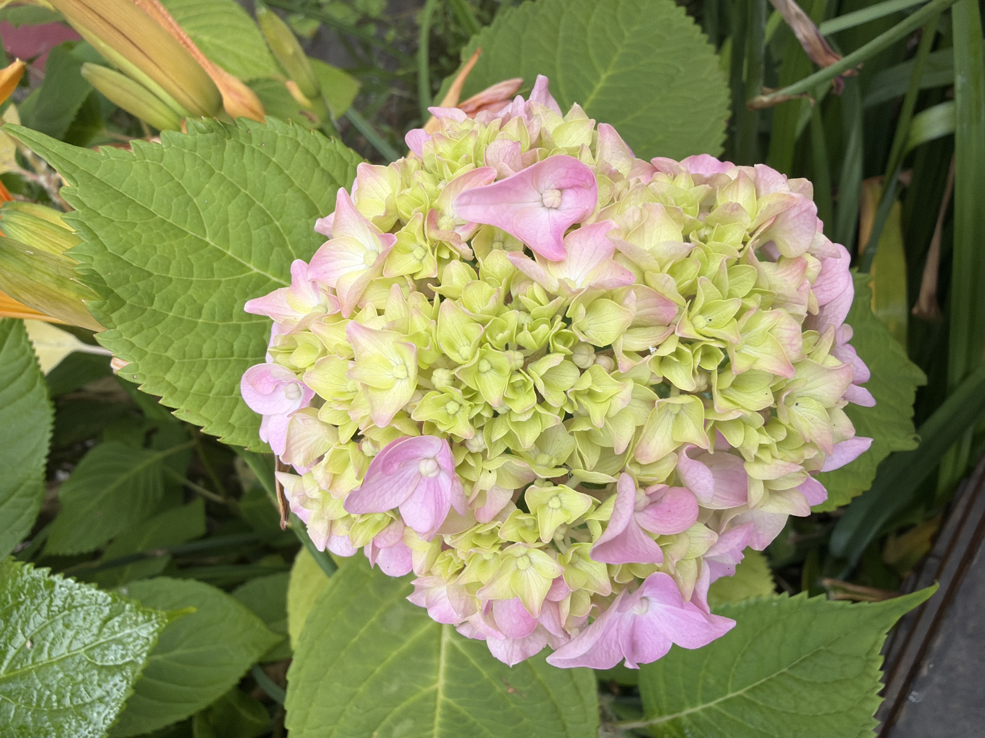 A close-up, top-down view captures a cluster of blooming hydrangea flowers, predominantly a mix of pale pink and light green hues. The flowers are tightly packed, forming a rounded inflorescence. The surrounding environment consists of large, serrated green leaves of the hydrangea plant and other foliage. In the background, out-of-focus elements suggest other plants or flowers, possibly including some buds that appear orange or yellow. The lighting suggests an outdoor setting, likely during daylight. The image appears to be taken in a garden or natural setting. The location of Sochi, Russia, is not discernible from the visual information present in the image.