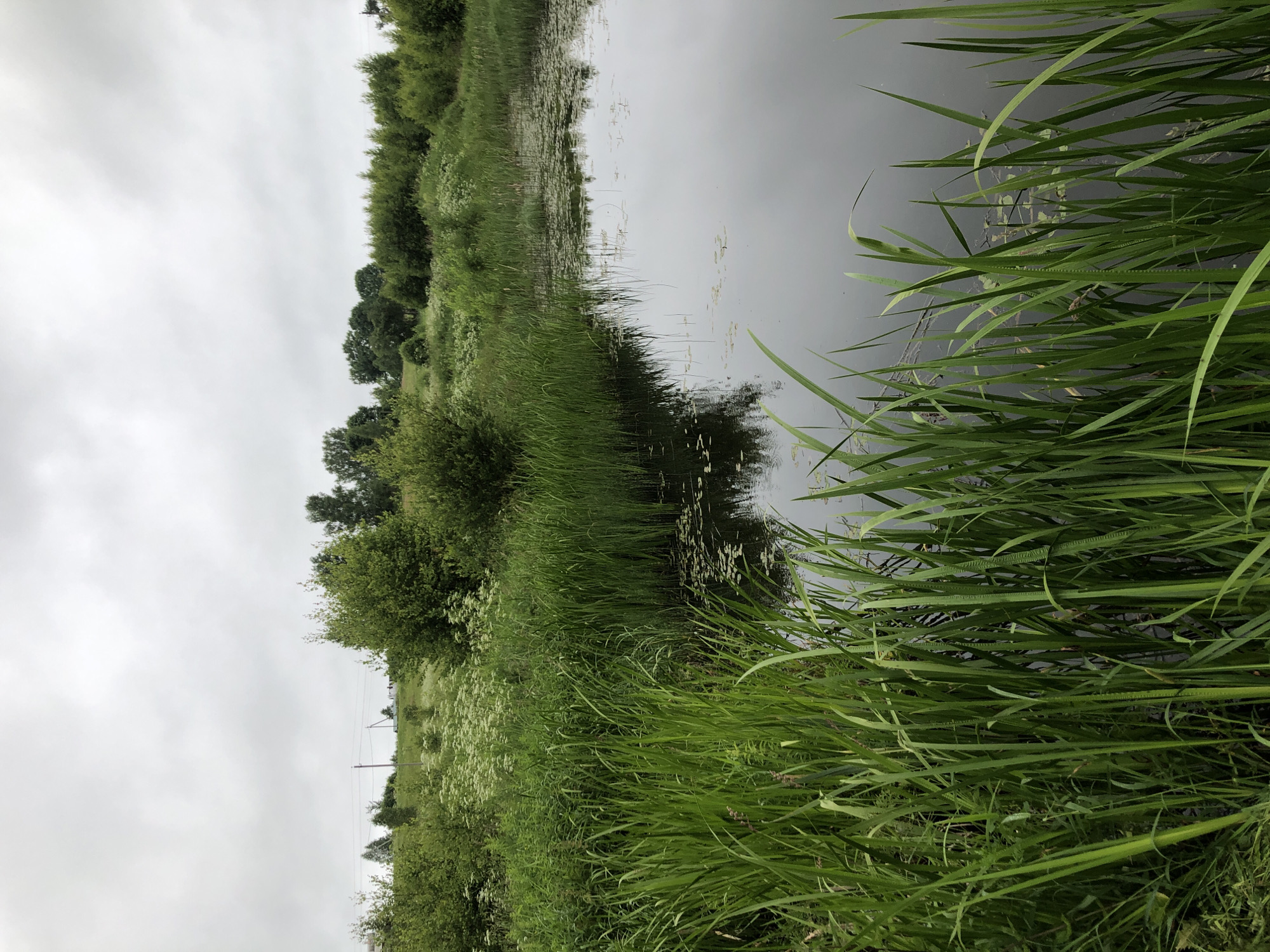 A body of water, likely a pond or slow-moving stream, is bordered by dense green reeds and other vegetation. The water's surface is calm and reflects the overcast sky. Further inland, a grassy slope is visible, dotted with bushes and trees. A utility pole with wires can be seen in the distance on the left. The overall environment appears rural or semi-rural, with abundant plant life under a cloudy sky. The image is a landscape photograph, likely taken in Zhukovo, Russia, given the context.
