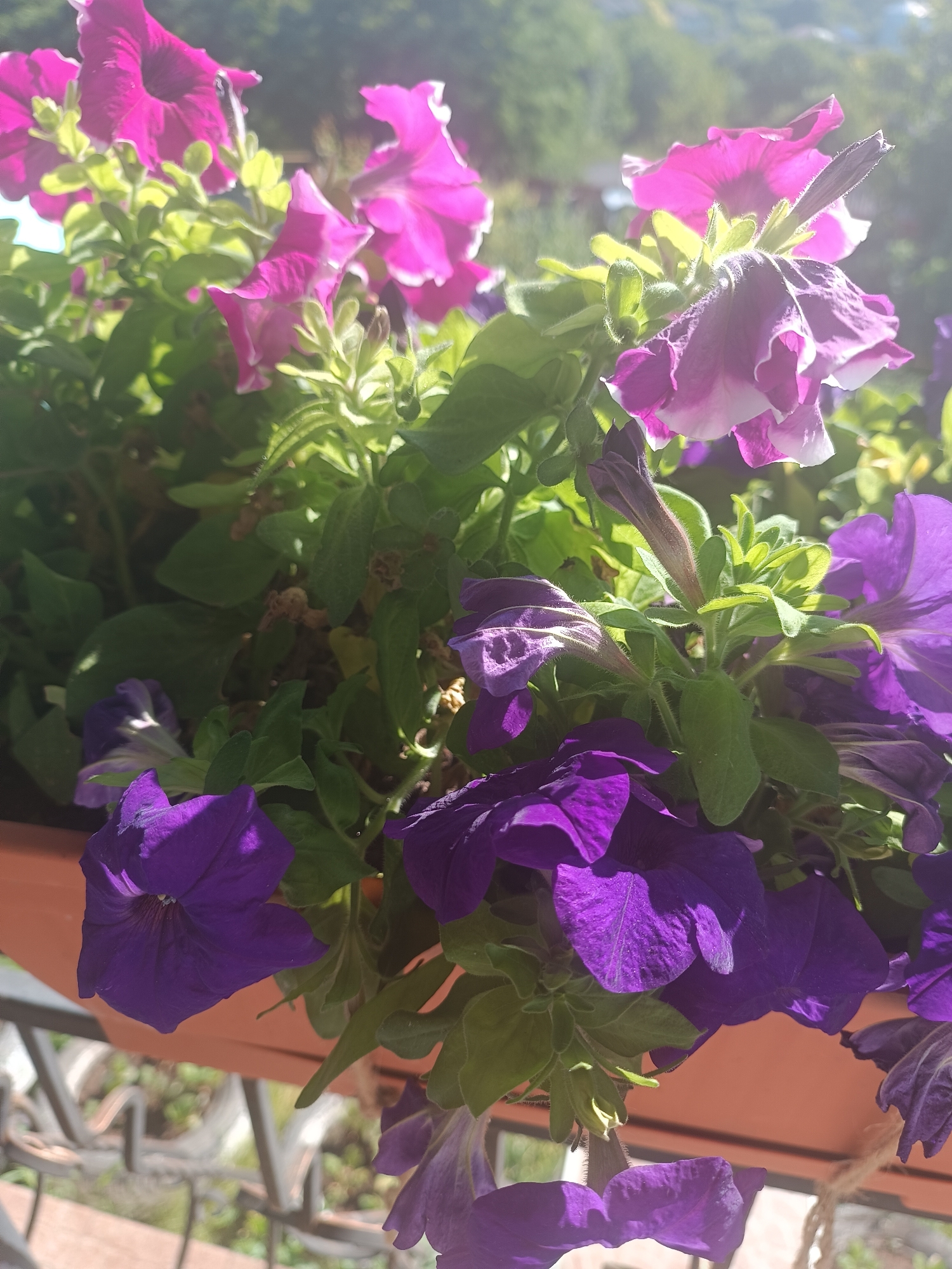 The image shows a close-up view of a planter filled with blooming petunias in various shades of purple and pink. The flowers are in full bloom, with some petals slightly wilted. Lush green foliage surrounds the flowers. The planter itself appears to be made of a terracotta-colored material and is positioned outdoors, suggesting a balcony or garden setting. The background is blurred, but hints of a sunny, outdoor environment with greenery and distant structures are visible, consistent with a residential area in Cristești, Moldova. There are no people or animals depicted in the image.