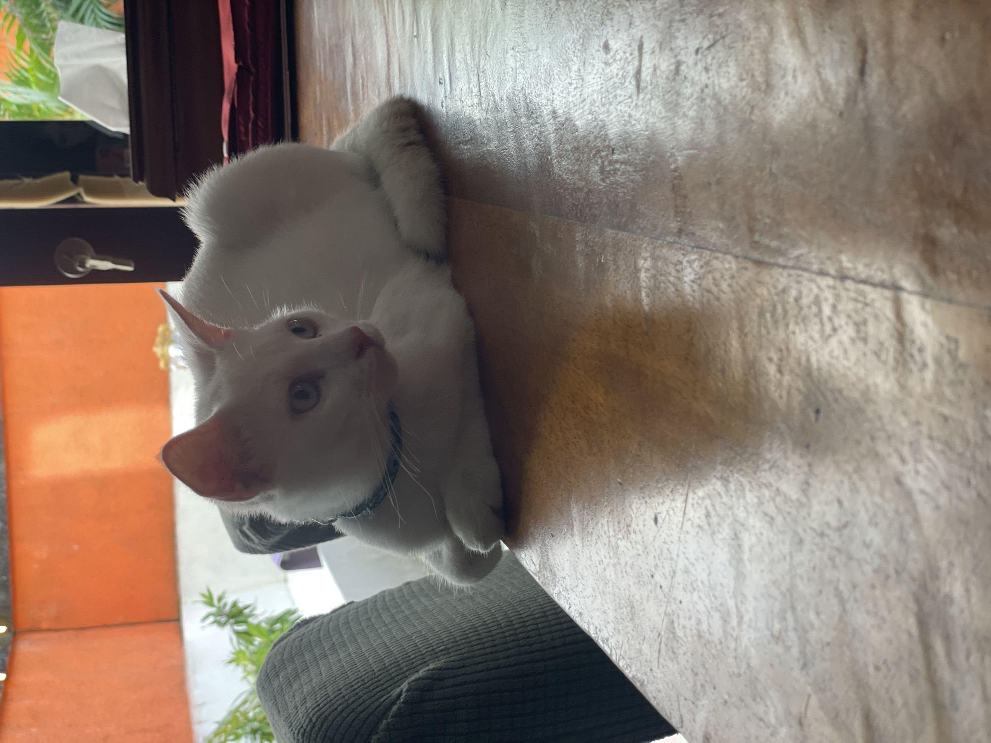 A white cat with blue collar is lying on a wooden table. The cat's front paws are tucked under its chest, and its body is curled up. The cat's eyes are open and looking to the right. The background of the image is blurred, but it appears to be an indoor setting with an orange wall and some greenery visible through a window. A tissue box and some books are on a shelf in the background. The lighting in the image is warm and natural, casting a shadow of the cat on the table. The image was taken in Denpasar, Indonesia.