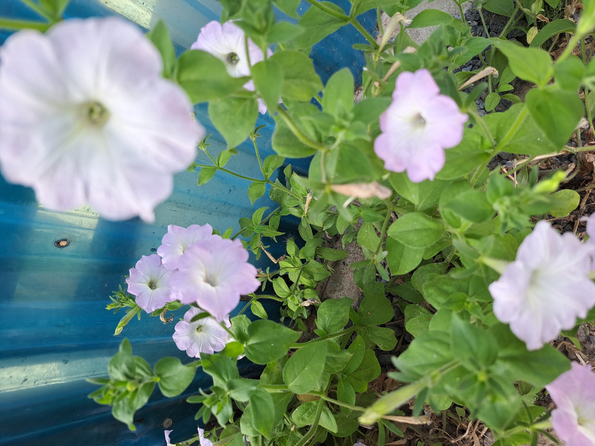 A close-up, eye-level shot captures a cluster of pale purple petunias blooming against a textured, bright blue corrugated metal wall. The flowers, with their delicate, ruffled petals, are the primary focus, their soft colors contrasting with the vibrant background. Green leaves and stems fill the foreground and midground, creating a lush, naturalistic feel. The scene appears to be outdoors, possibly in a garden or yard, with hints of dry earth and small stones visible at the bottom. The overall impression is one of natural beauty and vibrant life, illuminated by natural light.