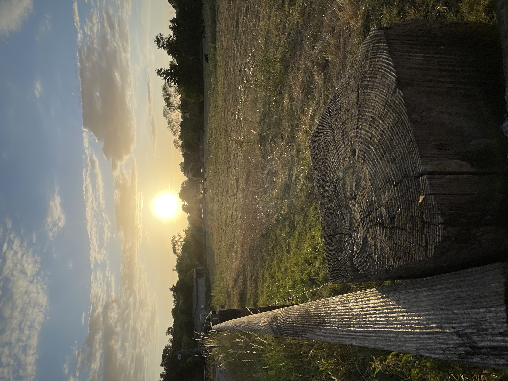 The image depicts a rural landscape at sunset, with the sun low on the horizon casting a warm glow. In the foreground, a weathered wooden fence post stands to the left, its rough texture illuminated by the sunlight. To the right, a large, cut tree stump with visible growth rings is also in the foreground. Beyond the fence, a field stretches out, dotted with scattered white wildflowers and dry grasses. In the middle ground, a cluster of trees forms a dark silhouette against the bright sky. Further back, several dark shapes, possibly cows, are visible grazing in the field. A building, likely a barn or agricultural structure, is situated among the trees. The sky is a gradient of blue and orange, with scattered white clouds. The scene appears peaceful and serene, characteristic of the countryside surrounding Rückershausen, Germany.