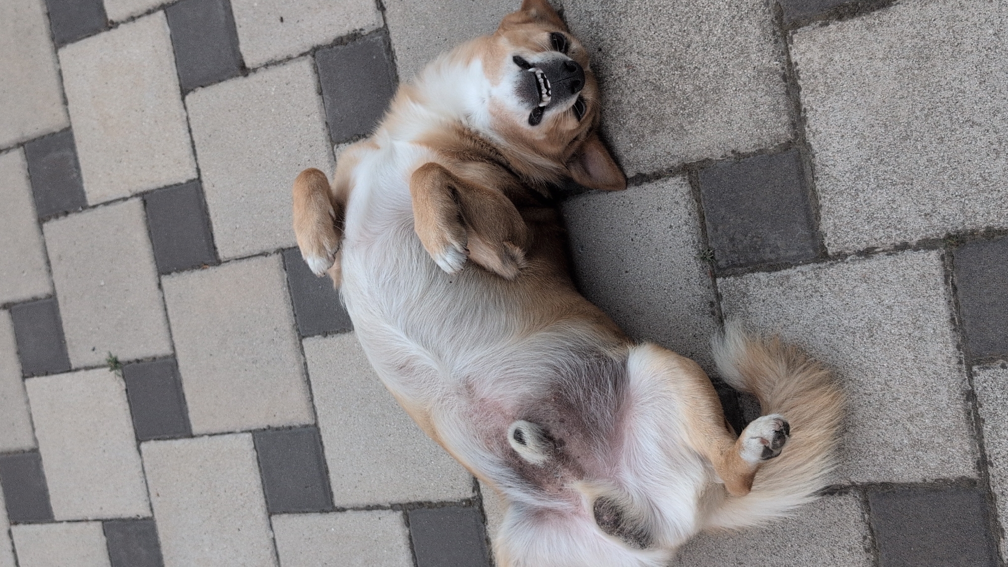 The image shows a dog lying on its back on a paved surface. The dog has light brown and white fur and appears to be smiling, with its teeth bared. The paved surface is made of rectangular tiles of alternating light and dark gray colors. The setting is outdoors, possibly a yard or a public walkway. There is no indication of the specific location within Izmail, Ukraine.