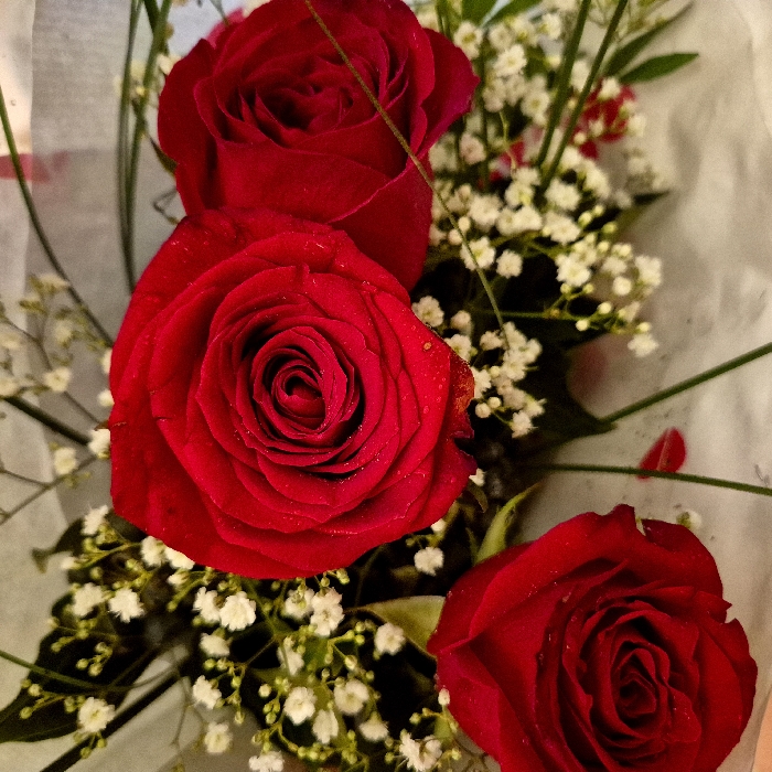 This image displays a close-up view of a fresh floral arrangement, observed within the city of Strasbourg, France. The central subjects are three vibrant red roses. One prominent rose is positioned in the upper-center, another in the upper-right, and a third in the lower-left of the frame. Numerous small white flowers, consistent with baby's breath (*Gypsophila*), are interspersed among the red roses, accompanied by dark green foliage. Small water droplets are visible on the petals of the red roses. The flowers are partially enveloped in a light-colored, possibly translucent, wrapping material, visible along the bottom and right edges. A few detached red rose petals rest on this wrapping material near the bottom-center. No individuals, specific actions, or other environmental details are visible.