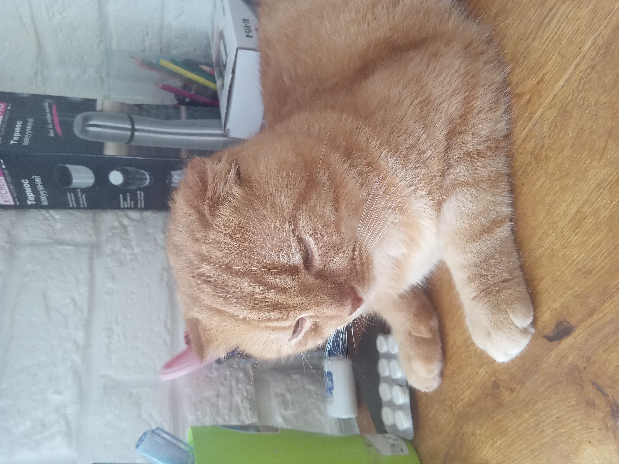 A ginger cat with folded ears is lying on a wooden surface. Behind the cat, on a white brick wall, are various items including a green container, a box with text in Cyrillic, a silver thermos, and colored pencils in a glass. A blister pack of white pills is visible on the wooden surface to the left of the cat. The overall scene appears to be indoors, possibly in a home or office environment. The image does not provide any specific information to determine its location in the city of Terebovlia, Ukraine.