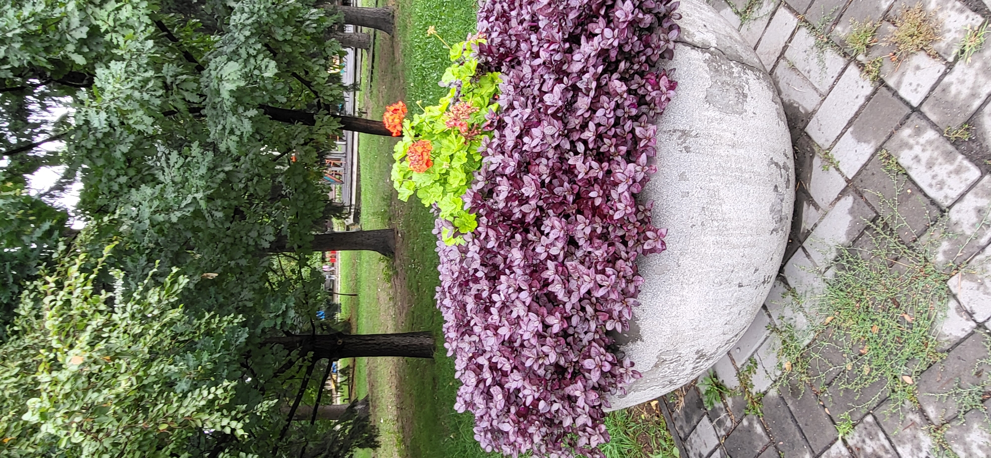 A vertical, medium shot captures a large, weathered concrete planter filled with dense, dark purple foliage. The planter is situated on a paved area with alternating grey and dark grey rectangular stones arranged in a herringbone pattern. Weeds are growing between the paving stones. Behind the planter, a manicured lawn extends to a backdrop of mature trees with green leaves. In the distance, beyond the trees and lawn, a playground structure with colorful elements is visible, along with several indistinct figures walking. The scene appears to be in a public park or garden. The overall lighting suggests an overcast day.