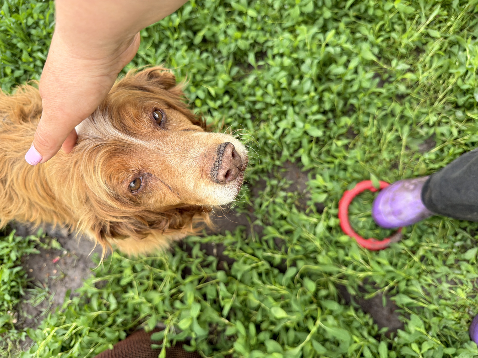 A person's hand with a light pink fingernail is resting on the head of a brown and white Cocker Spaniel-type dog. The dog is looking up at the person. A leg wearing a dark grey pant and a light purple rain boot is visible near a red circular dog toy. The scene is taking place outdoors in an area covered with green ground cover. The location is Leningradskaya, Russia.