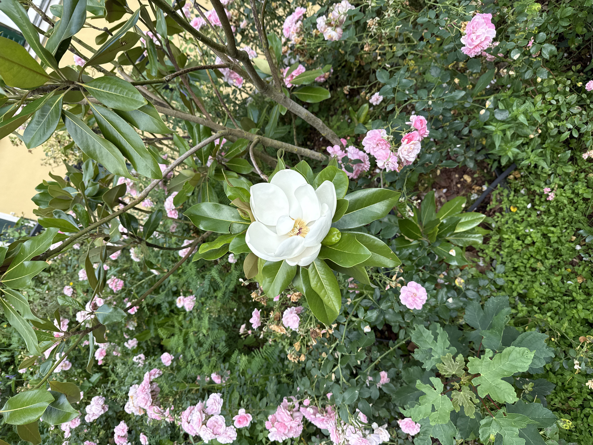 A medium shot captures a close-up of a white magnolia flower in full bloom, set against a backdrop of lush green foliage and delicate pink roses. The magnolia blossom, with its prominent yellow stamen, is the central focal point, its large white petals unfurling gracefully. Surrounding it are glossy, dark green leaves of the magnolia tree, interspersed with clusters of small, soft pink roses and dense green ground cover. The lighting suggests an overcast day, casting a soft, diffused light on the scene. The image appears to be an outdoor garden setting. The image does not contain any people or animals. The location in the city of Bad Gastein, Austria is not identifiable from the visual information provided.