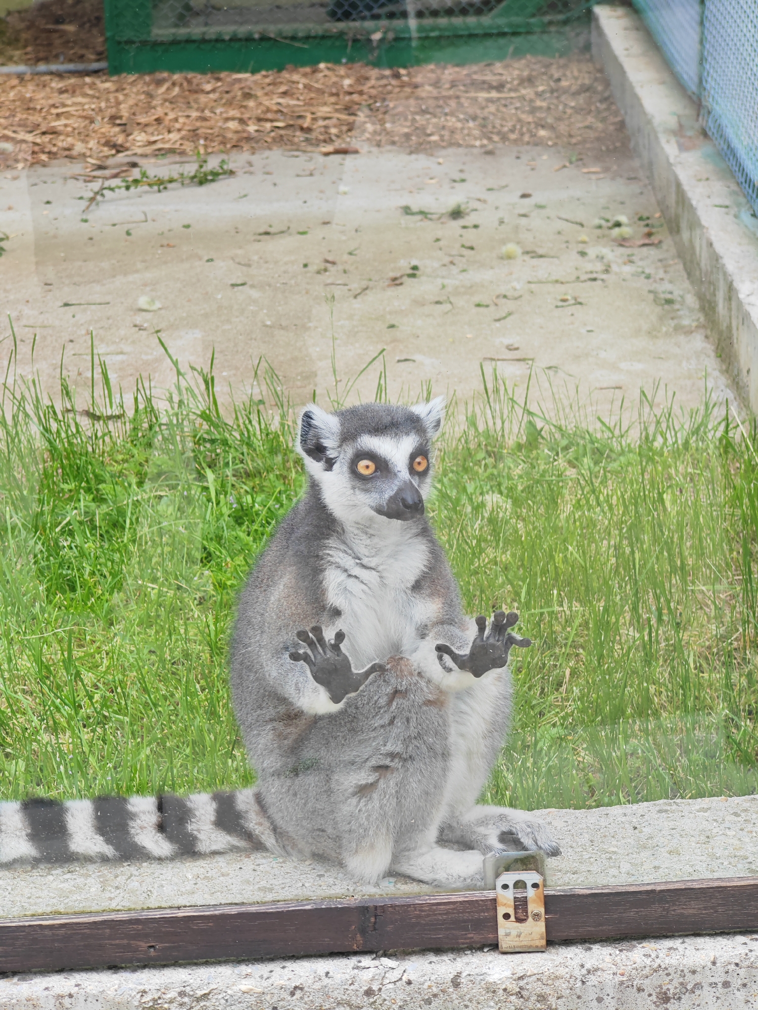 The image shows a ring-tailed lemur sitting on a ledge behind a glass barrier. The lemur has gray fur, a white chest, black hands and feet, and a long, striped tail. It is looking directly at the viewer with amber eyes, and its hands are pressed against the glass. Behind the lemur is a grassy area, with a concrete path and green fencing visible in the background. The scene appears to be taken at a zoo or wildlife park. The location is Shumen, Bulgaria.