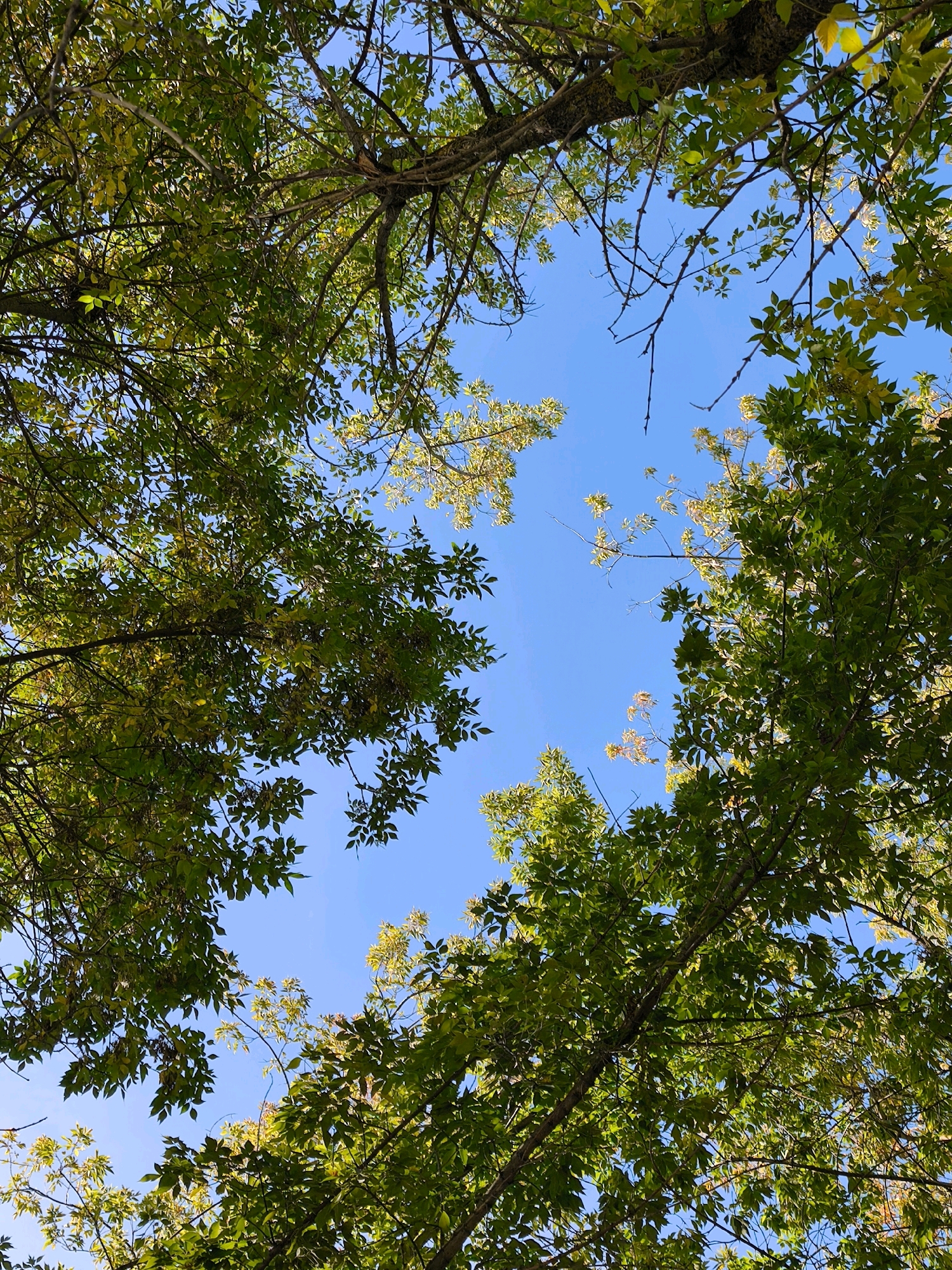 The image is a low-angle shot looking up through the canopy of trees towards a clear blue sky. The trees are in full leaf, with branches and foliage dominating the frame. Some leaves are a vibrant green, while others show hints of yellowing, suggesting it might be late summer or early autumn. The branches are bare in places, creating a stark contrast with the leafy sections. The sky is a uniform, bright blue with no clouds visible. The scene appears to be an outdoor environment, likely a park or a residential area with mature trees. There are no people or specific objects visible other than the natural elements of the trees and the sky. The lighting suggests it is daytime, with sunlight filtering through the leaves, creating dappled patterns on some of the foliage. The overall impression is one of natural beauty and tranquility. The location in Mahilyow, Belarus, is not discernible from the visual information in the image itself.