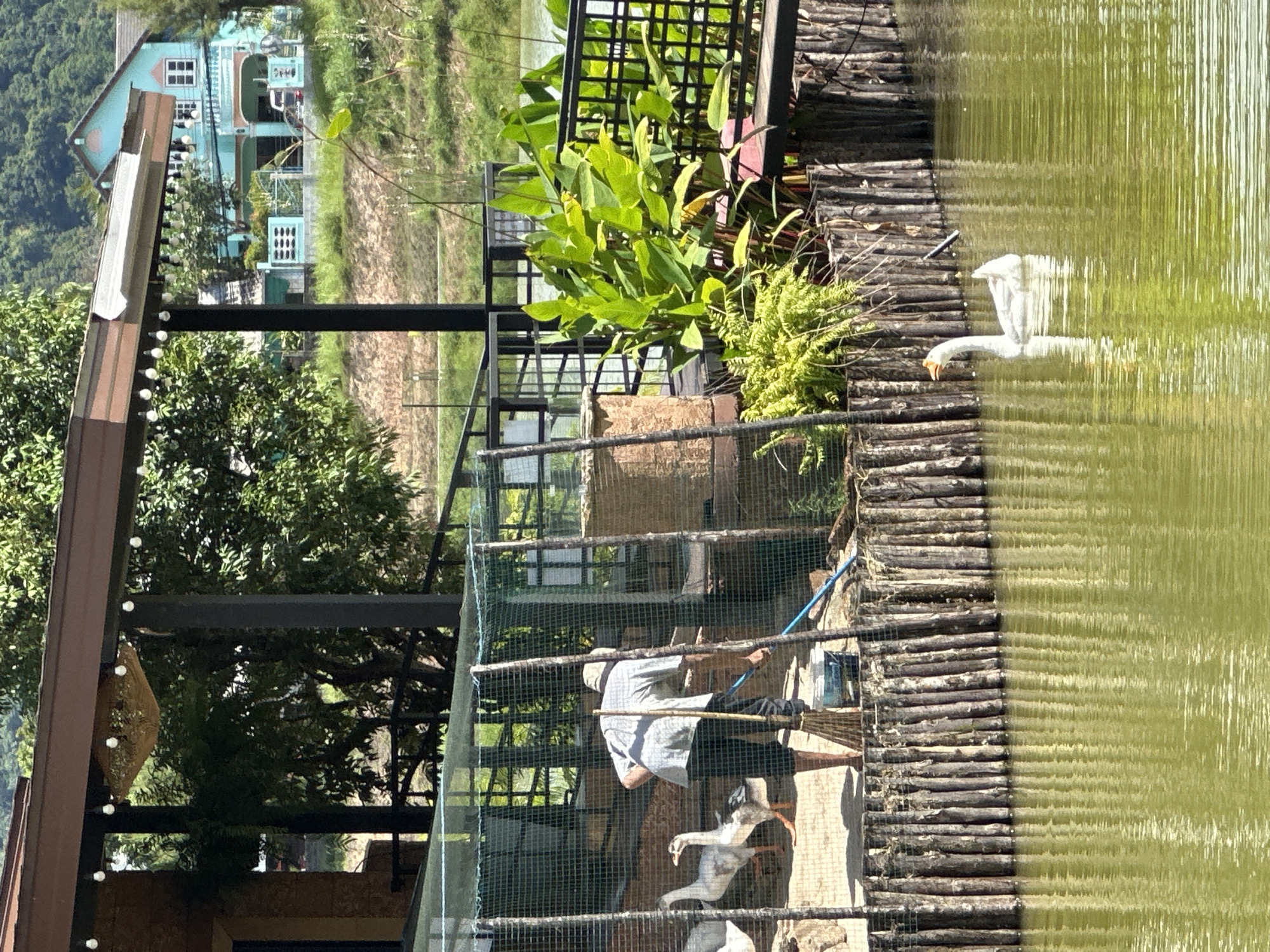 A person wearing a light-colored long-sleeved shirt and dark pants is standing inside a netted enclosure, holding a blue pole with a broom attachment, seemingly sweeping. There are at least two white geese within the enclosure, one of which is in the foreground and appears to be walking. The enclosure is made of wire mesh and wooden poles. Outside the enclosure, a wooden retaining wall separates the land from a body of green water. A single white goose is visible swimming in the water. In the background, lush green trees and foliage are prominent. A pale blue, two-story building with white window frames and decorative elements is situated further back, surrounded by greenery and hills. The scene appears to be outdoors during daylight. The overall atmosphere is tranquil. No visible text is present.