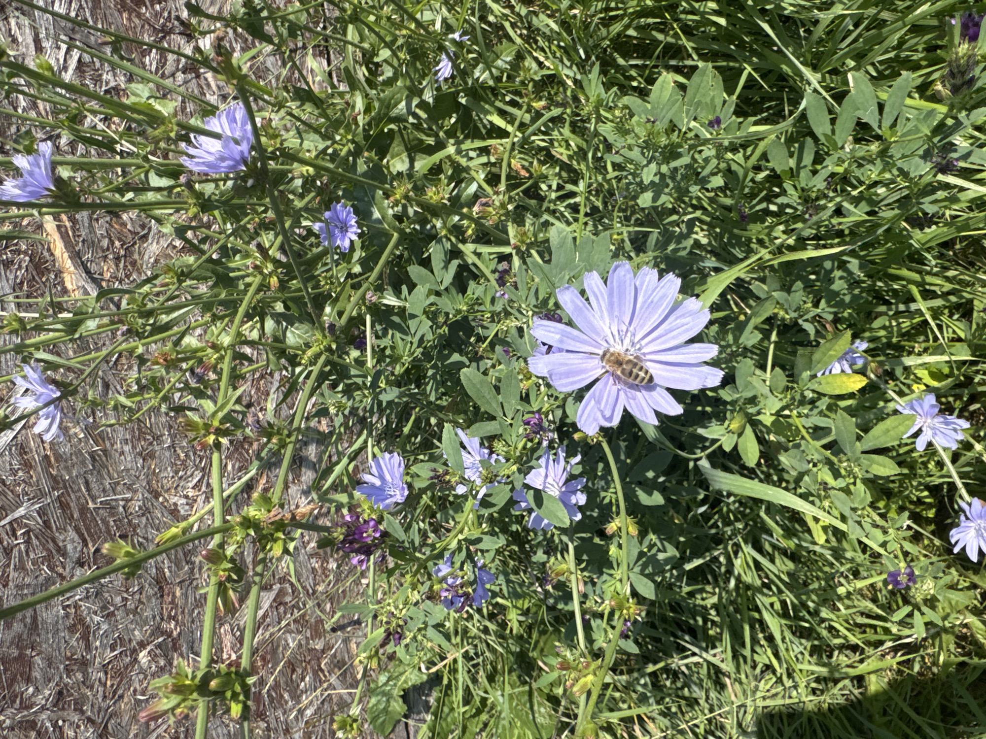 The image depicts a close-up view of wild chicory flowers in bloom, interspersed with green grass and stalks. The flowers are predominantly pale blue to lavender, with a few small purple flowers also visible. One prominent pale blue chicory flower in the foreground has a bee collecting nectar. The background consists of a rough, textured wooden surface, possibly a fence or wall, with some dry vegetation. The scene appears to be outdoors, in a natural or semi-natural setting, likely on the outskirts of a residential area given the presence of the wooden structure. The sunlight suggests it is daytime. The specific location within Nikolaevka, Russia, cannot be determined from the visual information provided in the image.