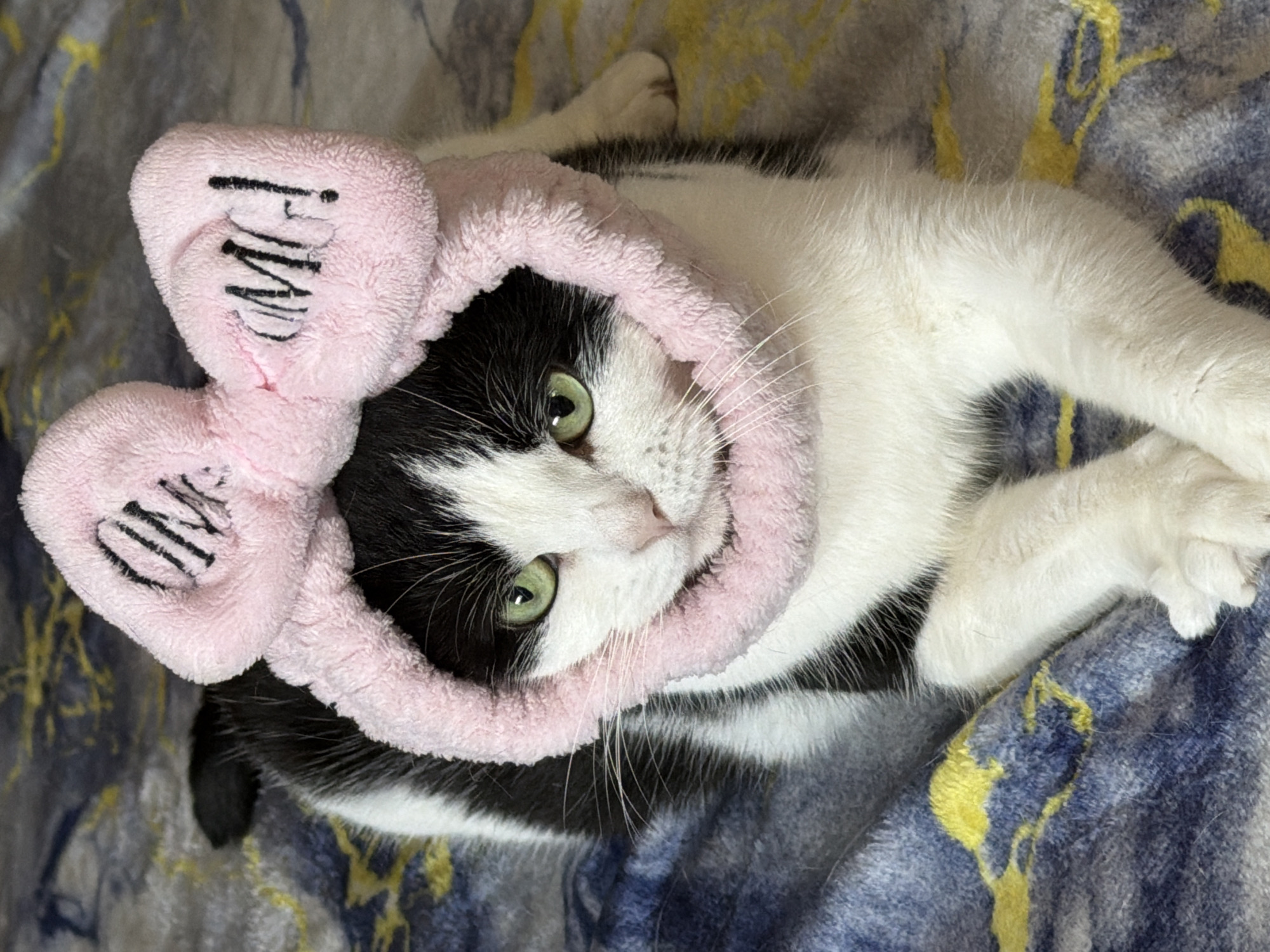 A black and white cat with green eyes is wearing a pink fuzzy headband with a bow that says "OMG!" on it. The cat is lying down on a blanket with a blue and yellow pattern. The cat's paws are extended forward. The image is a close-up of the cat's face and upper body. The location in the city of Ulyanovsk, Russia is not specified in the image.