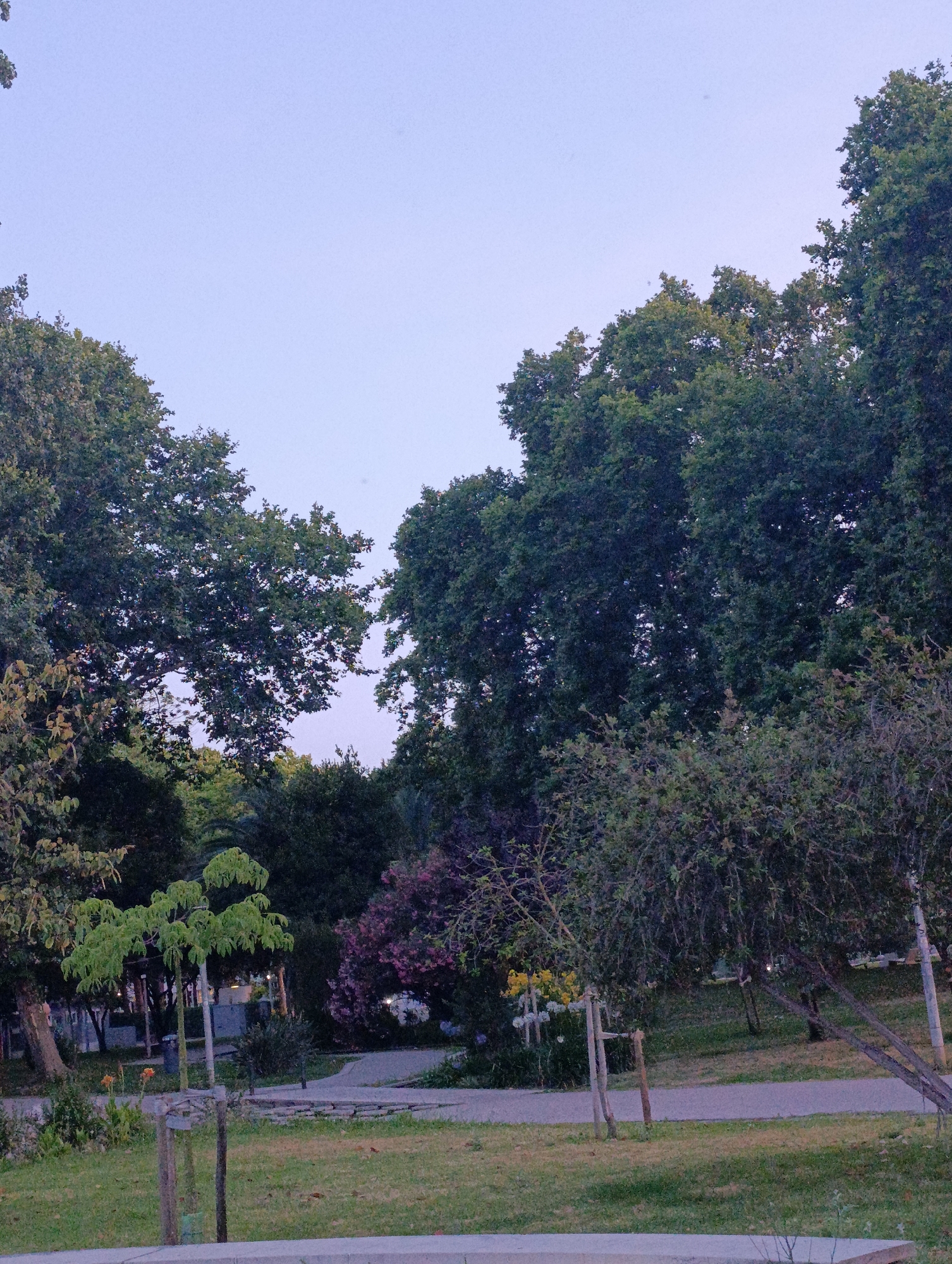 The image shows a park scene, likely in Setúbal, Portugal, under a pale sky. Dense foliage of tall trees dominates the upper portion of the frame, with varying shades of green and some darker areas indicating deeper shadows. In the middle ground, a paved path winds through the park, bordered by green grass. A small, young tree with vibrant green leaves is planted near the path, supported by stakes. To the left, two orange flowers bloom near the base of a larger tree with a rough, grey trunk. Further back, a patch of purple-flowering bushes adds a splash of color. The overall lighting suggests either early morning or late evening. No people are visible in the image.