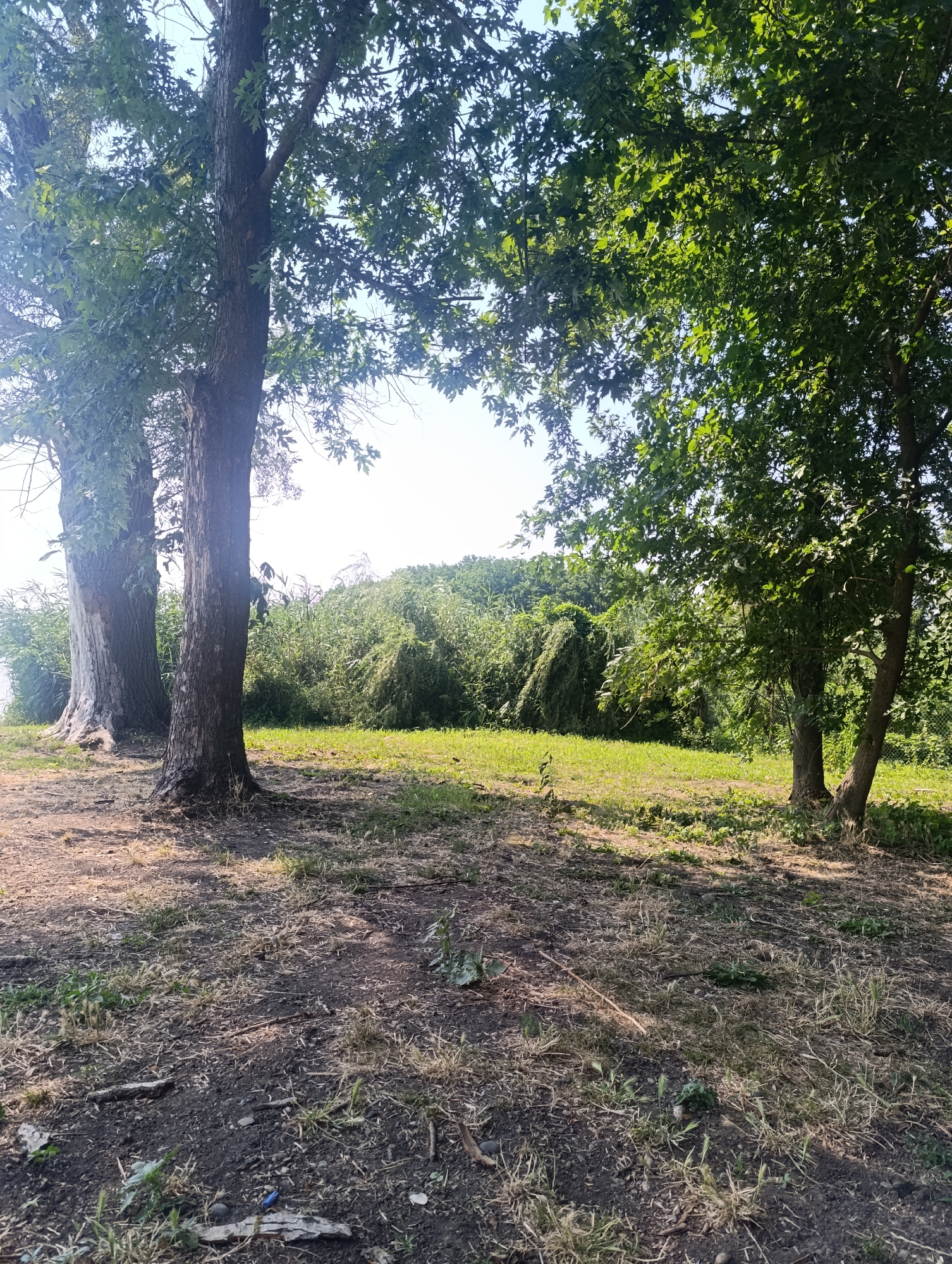 The image depicts a sunny outdoor scene in the city of Zaliznyi, Russia, featuring a natural landscape with trees and vegetation. In the foreground, the ground is covered with dry grass, soil, and small twigs. Two large trees with rough bark stand prominently. The tree on the left has a lighter, partially peeling bark, while the tree on the right has darker bark. Their branches extend upwards, covered in green leaves, casting shadows on the ground.
In the middle ground, a grassy area is visible, leading to a dense thicket of green bushes and trees. The foliage is lush and varied, with some plants appearing vine-like and covering others. The background shows more trees and vegetation, creating a sense of depth. The sky is bright and clear, suggesting a warm day. There are no people or animals clearly visible in the image. The overall impression is one of a natural, somewhat overgrown outdoor space, likely a park or undeveloped area within Zaliznyi.