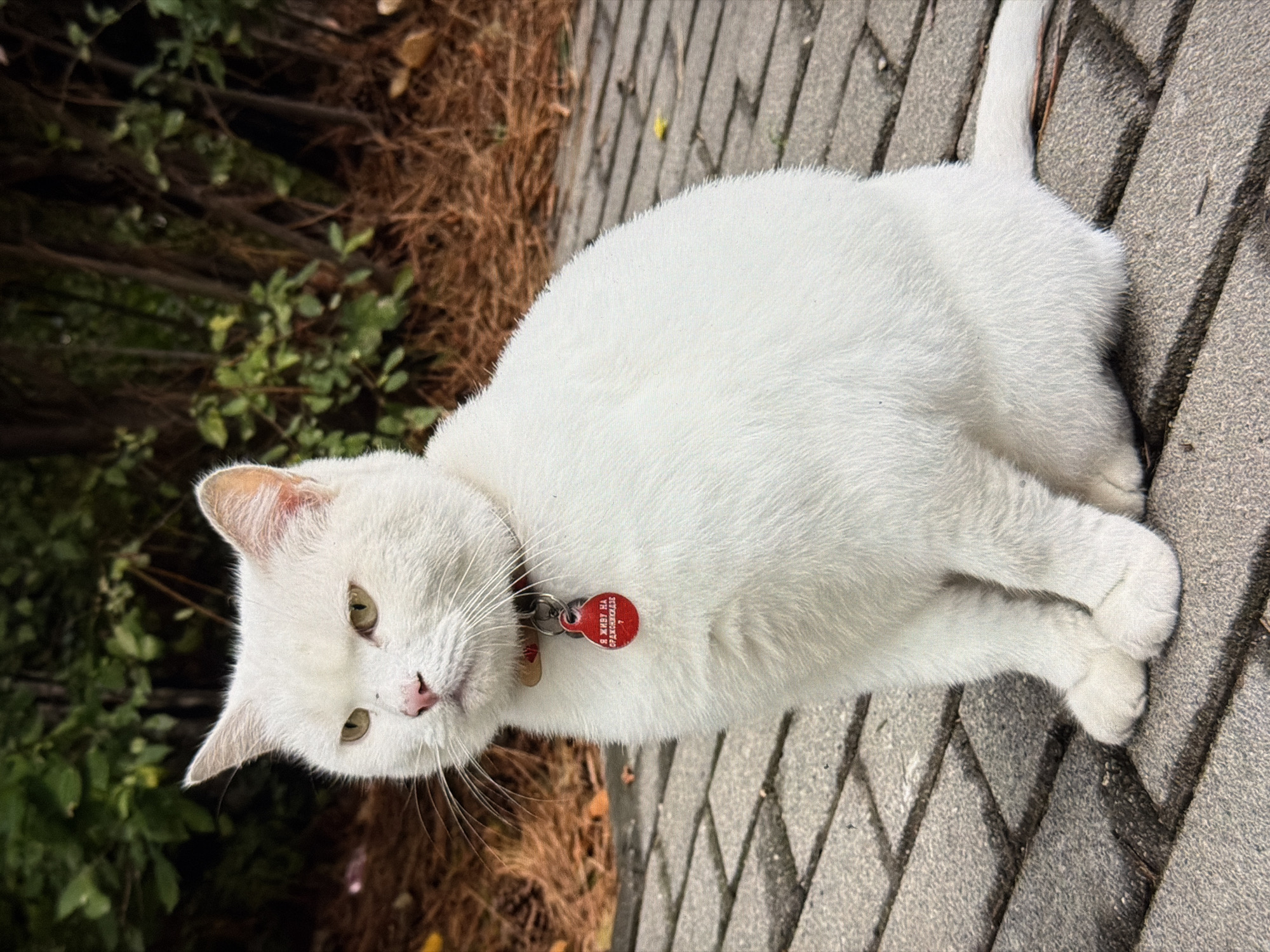 A white cat with yellow eyes and a pink nose is sitting on a paved walkway, with a red collar and a round red tag. The tag has text in Cyrillic script that reads, "Я ЖИВУ НА СПРАШИВАЕТСЯ." The background consists of trees and dry leaves. The cat is positioned in the foreground, facing left, with its paws tucked underneath its body. The lighting suggests it is daytime. The scene is likely in an outdoor public space in Krasnodar, Russia, given the text on the tag.
