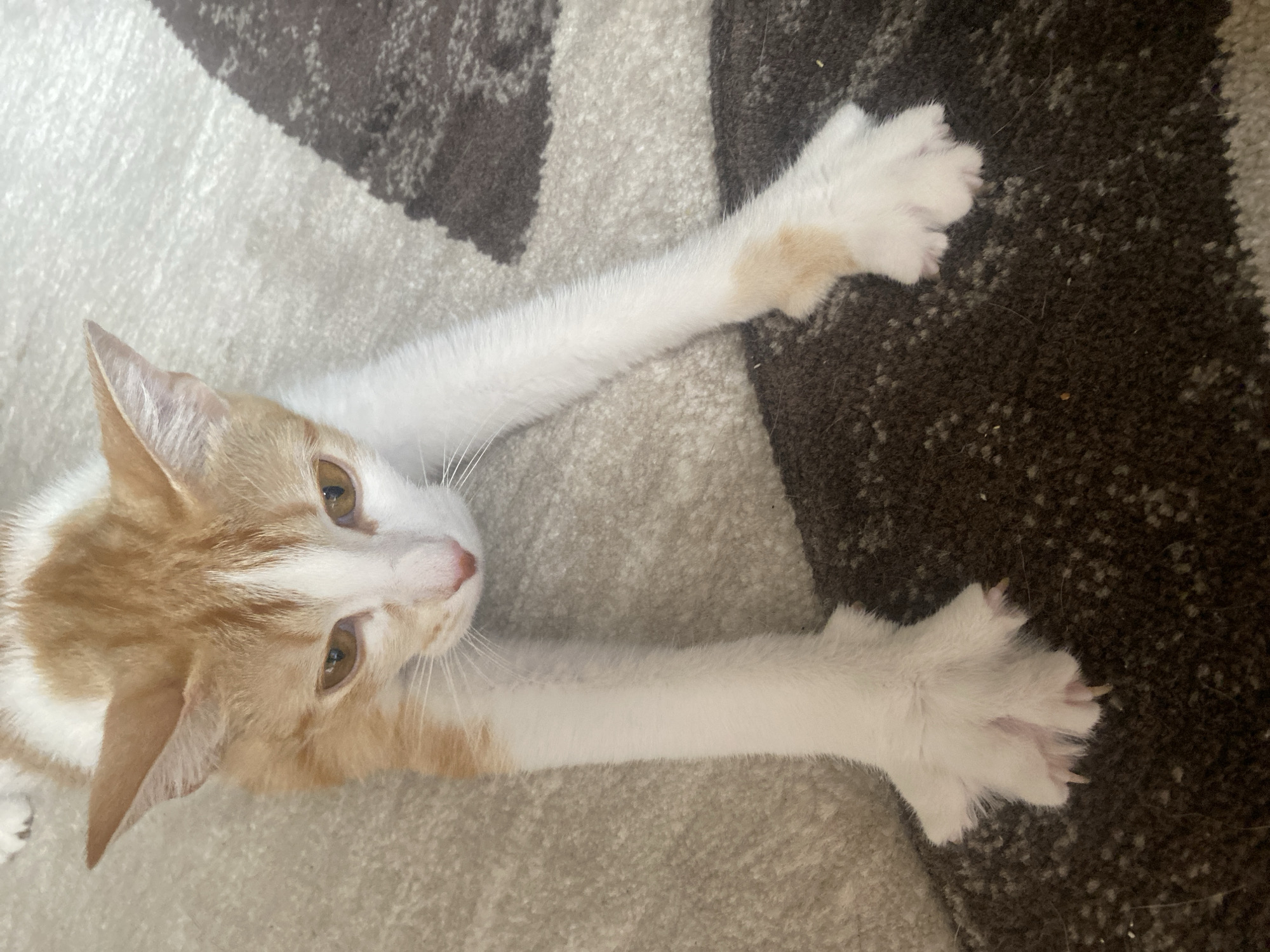 A ginger and white cat lies on a patterned rug. The cat is in focus and is positioned centrally in the frame, with its body elongated and its front paws extended towards the viewer. The cat's fur is predominantly white with ginger markings on its head, back, and a patch on its right foreleg. Its eyes are a golden-amber color, and its nose is pink. The rug has a textured surface with a pattern of light beige and dark brown irregular shapes. The lighting suggests it is daytime, possibly indoors. There is no visible indication of the city of Chaikovsky, Russia, in the image.