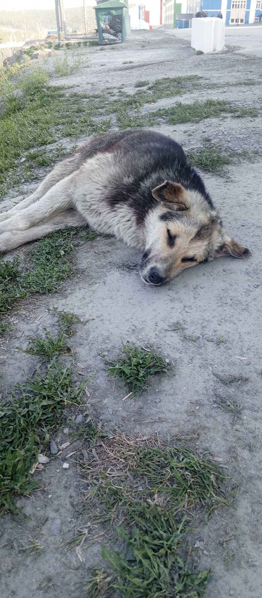 In Yeruda, Russia, a medium-sized dog with grey and brown fur is lying down on a dirt and gravel surface, appearing to be asleep. The dog is positioned on its side, with its head resting on the ground and its eyes closed. Patches of green grass and dry vegetation are scattered around the dog and the ground. In the background, a green garbage bin with visible trash is situated near a fence. Further back, there are buildings with colorful facades, including a blue building with white window frames. The overall environment suggests an outdoor urban or semi-urban setting.