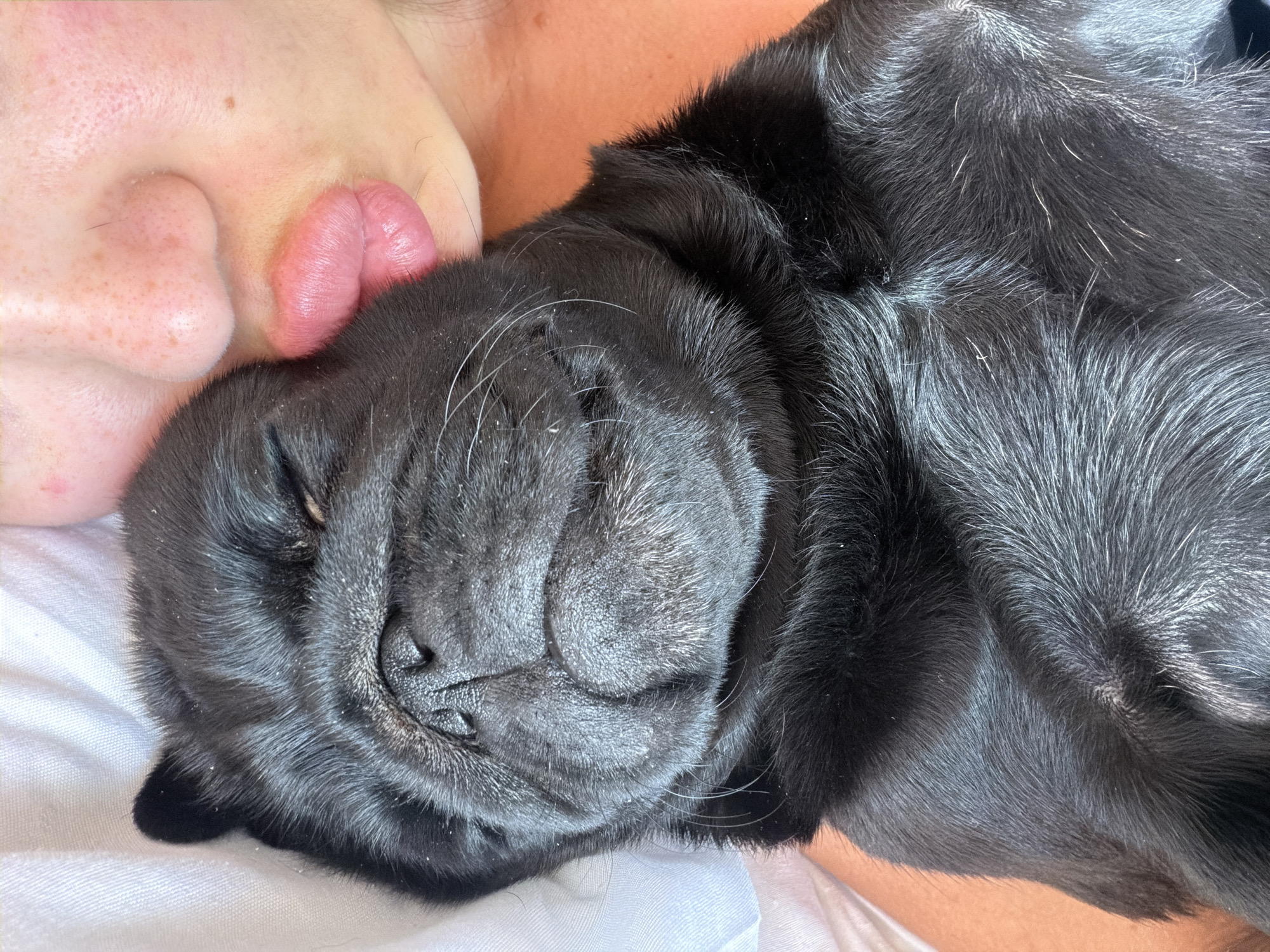 This close-up, horizontal media file shows a sleeping black pug nuzzled against a person's face. The pug's wrinkled snout and closed eyes are prominent, with its soft black fur visible. The person's nose, with subtle freckles, and lips are visible near the pug's face. The scene appears to be indoors, with the subjects lying on a white, textured surface, possibly a bed or couch. The lighting suggests daytime, with a soft, natural light source. The overall mood is peaceful and intimate, conveying a sense of comfort and affection between the person and their pet. There is no visible text in the image. The provided location context of Sirius, Russia, does not offer specific visual cues within the image itself.
