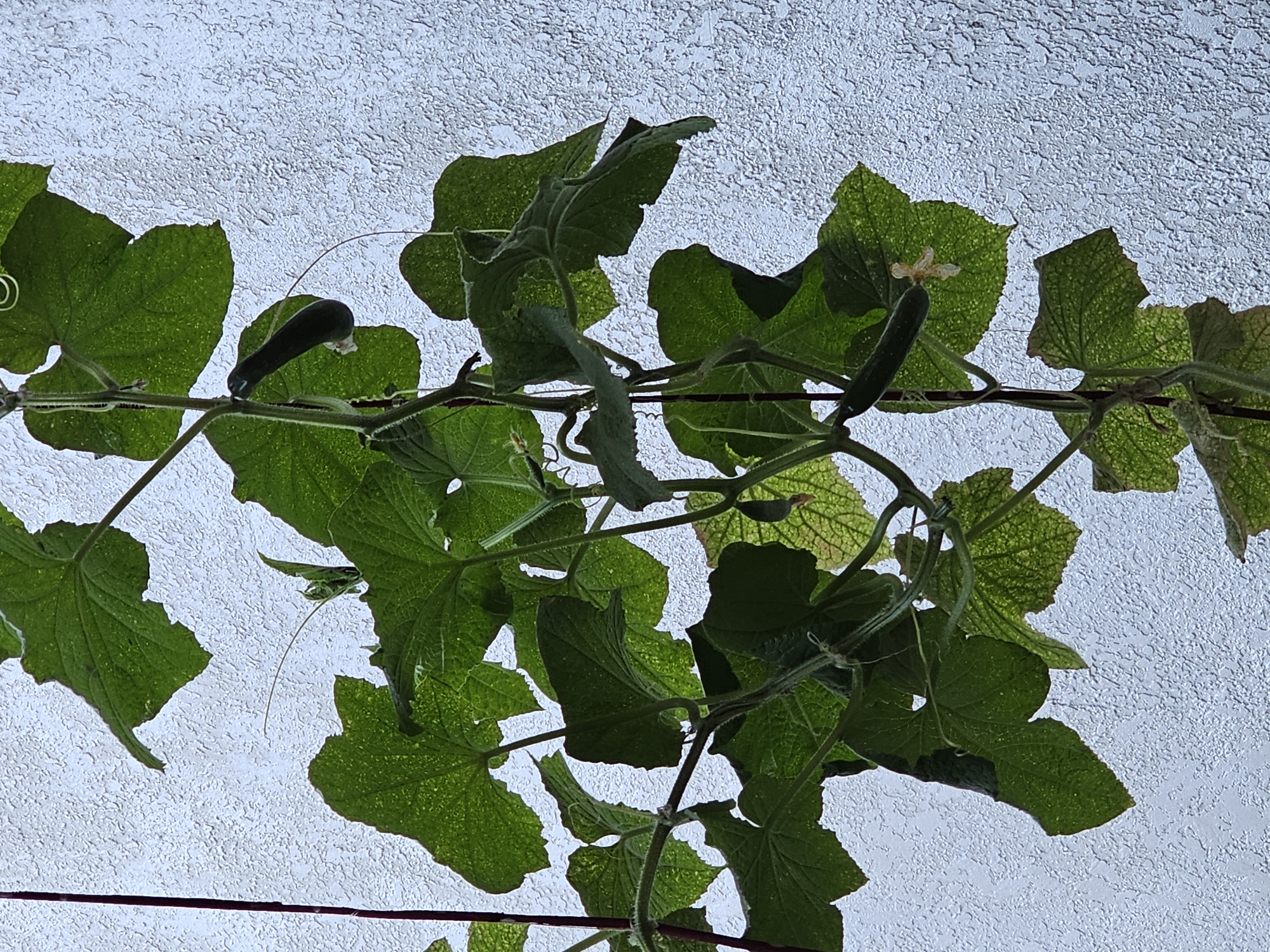 This is a close-up, eye-level, vertical shot of a cucumber plant growing up a support structure against a textured, light-colored wall. The plant has large, green, lobed leaves, some of which are speckled with water droplets. Several small, dark green cucumbers are visible on the vine, along with tendrils reaching out. A small, pale yellow flower is also present on one of the leaves. The lighting suggests it is daytime, possibly overcast, with diffused light illuminating the plant and casting soft shadows. The location in Özgön, Kyrgyzstan is not discernible from the visual information provided in the image.