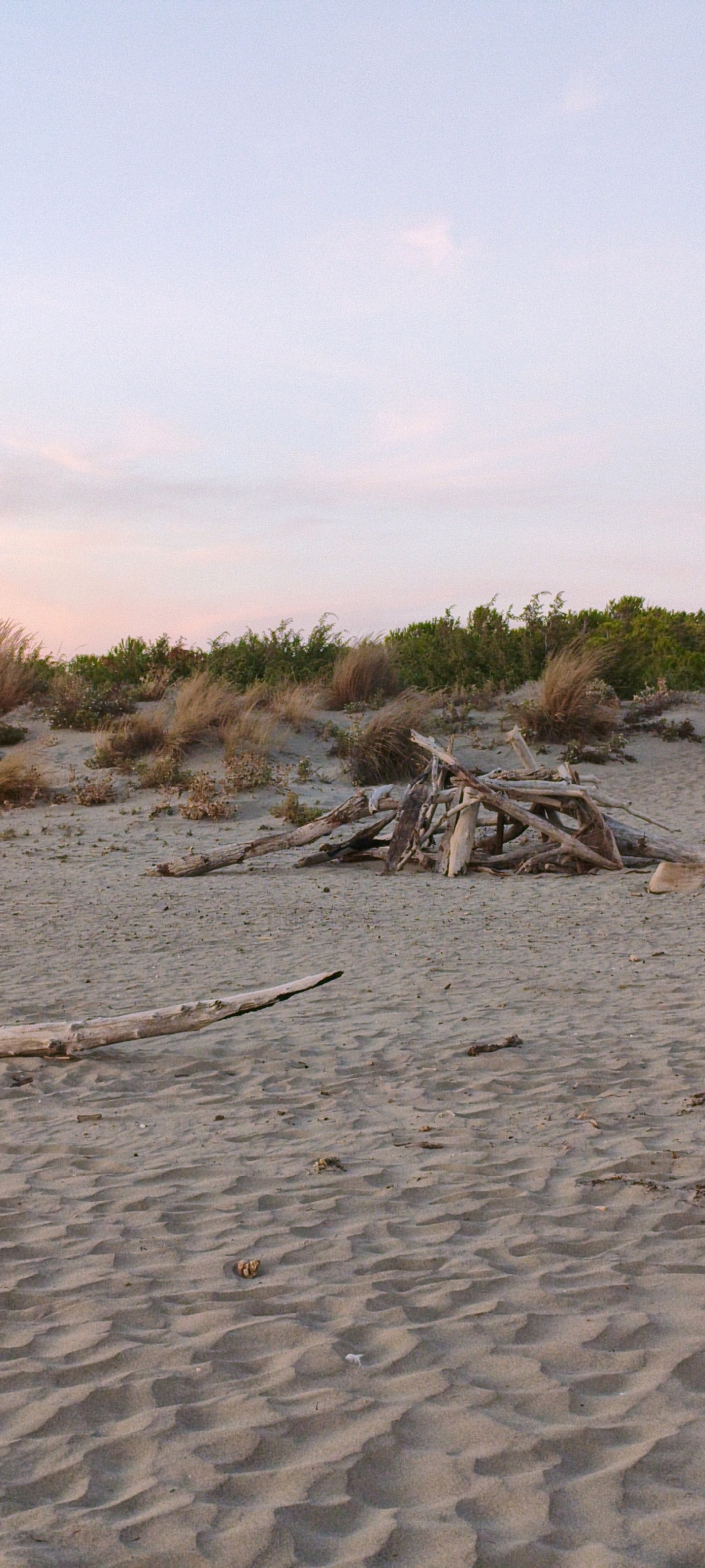 This image depicts a sandy beach with sparse vegetation and driftwood, likely located in the area of Grosseto, Italy. The foreground is dominated by rippled sand, indicating wind patterns. A long piece of driftwood lies horizontally across the sand, slightly left of center. In the mid-ground, a pile of various-sized pieces of driftwood has been assembled, appearing as if it could be a shelter or debris. Behind the driftwood, a line of dunes is covered with dry grasses and low-lying green shrubs. The background features a light pink and pale blue sky, characteristic of dawn or dusk. There are no people visible in the scene. The overall impression is one of a natural, somewhat wild coastal environment.