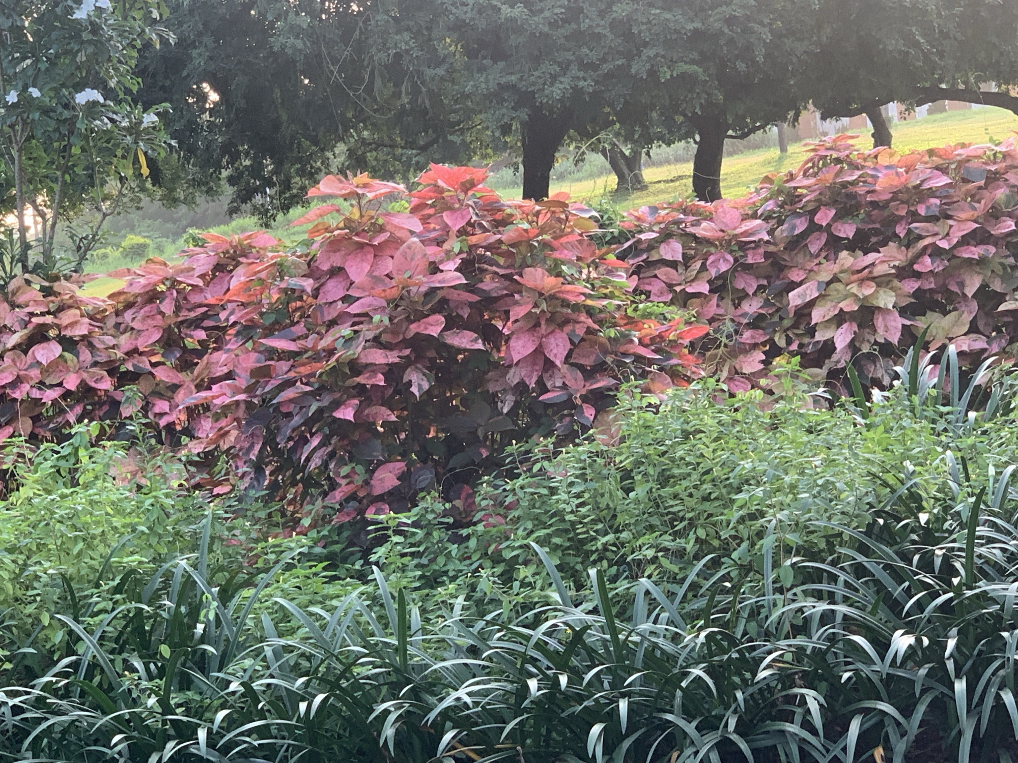 The image depicts a lush garden scene, likely in Iju, Nigeria, with a focus on vibrant foliage. In the foreground, a dense layer of dark green, strap-like leaves creates a textural base. Behind this, a mid-ground of smaller, bright green leafy plants rises, interspersed with a few tiny white flowers. Dominating the background is a prominent hedge of plants with large, ovate leaves in striking shades of pink, red, and deep burgundy, creating a bold color contrast. The background further reveals large trees with dark green canopies, suggesting a natural or park-like setting. Sunlight filters through the trees, casting a warm glow on the scene, hinting at either early morning or late afternoon light. There are no people or animals visible in the image, and no actions or interactions are depicted. The environment is characterized by its natural beauty and the rich diversity of plant life.