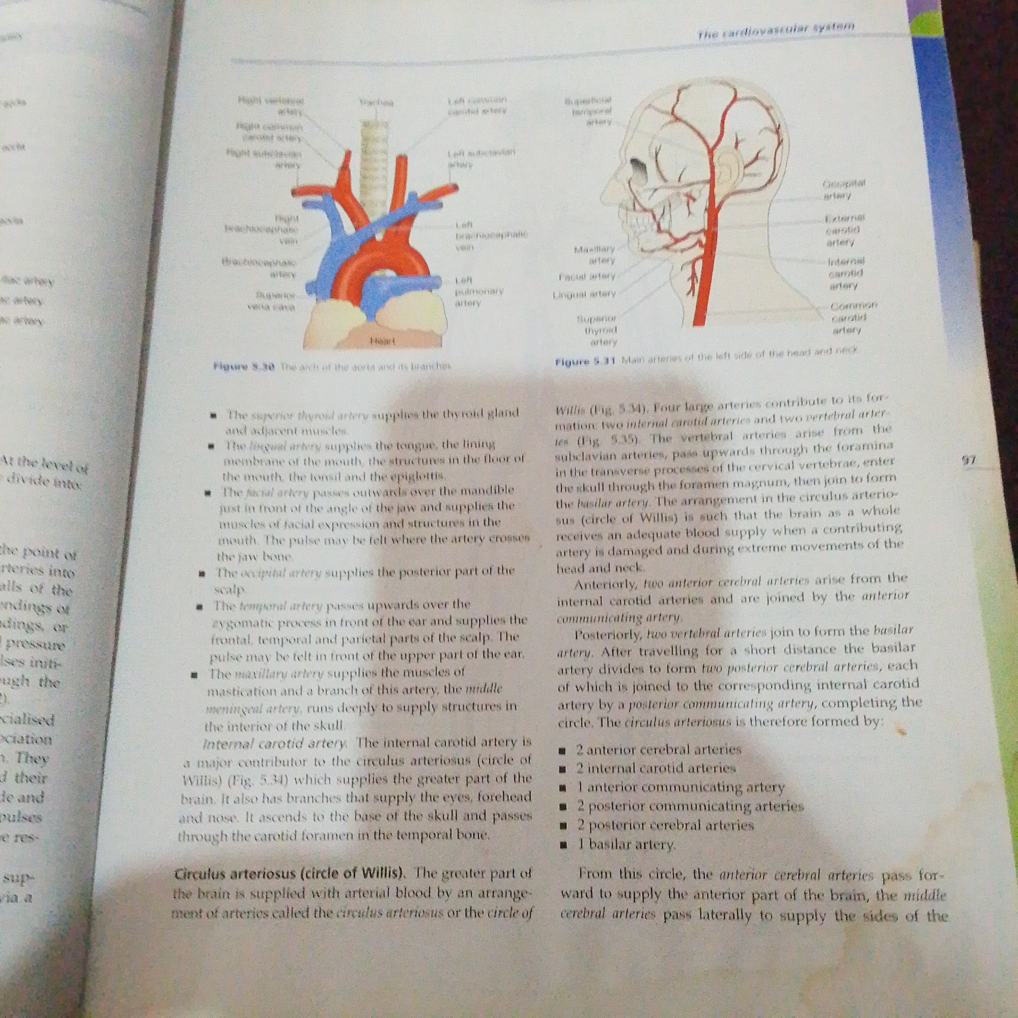 This is a close-up, top-down shot of an open textbook. The pages display anatomical diagrams of the human circulatory system, specifically focusing on arteries in the head and neck, and the aortic arch. The text is a mix of English anatomical terms and descriptive paragraphs. The left page shows a diagram of the aortic arch with labels such as "Heart," "Superior vena cava," and various arteries branching from it. The right page features a diagram illustrating the arteries of the head and neck, with labels like "Occipital artery," "External carotid artery," and "Internal carotid artery." Below the diagrams are detailed explanations of the functions and paths of these arteries. The page numbers "97" are visible in the bottom right corner. The lighting suggests an indoor setting, likely a room with artificial light, as there are no natural light cues. The overall impression is educational, with the focus being on scientific illustration and textual information. There is no indication of people, specific weather, time of day, or emotions.