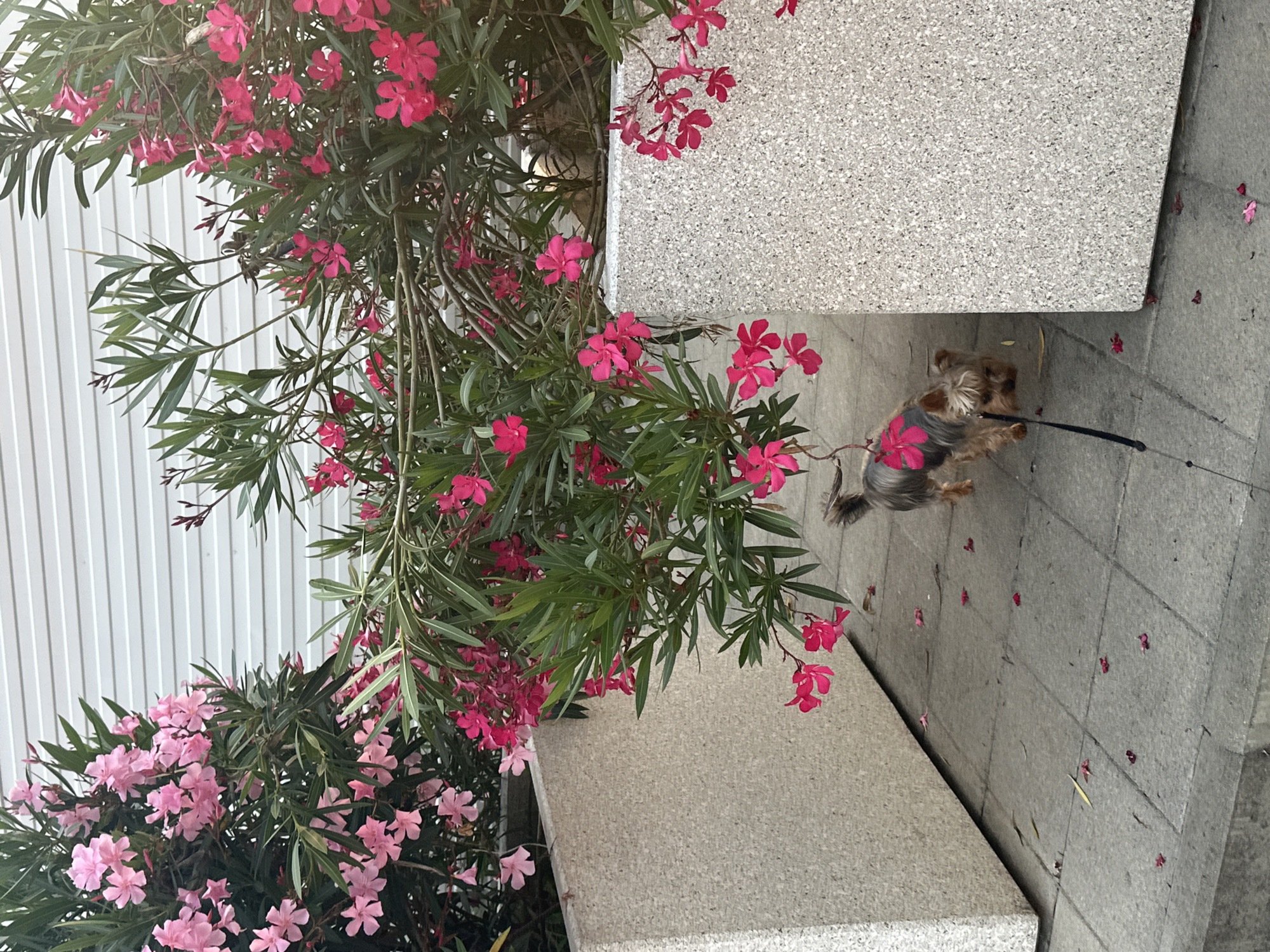 A small Yorkshire terrier, wearing a pink accessory on its back, walks on a tiled pathway next to large, light-colored concrete planters overflowing with pink and dark pink oleander flowers. The flowers have fallen and are scattered on the ground. The background features a white, horizontally-paneled wall. The scene is set in the city of Razdolnoye, Russia.
