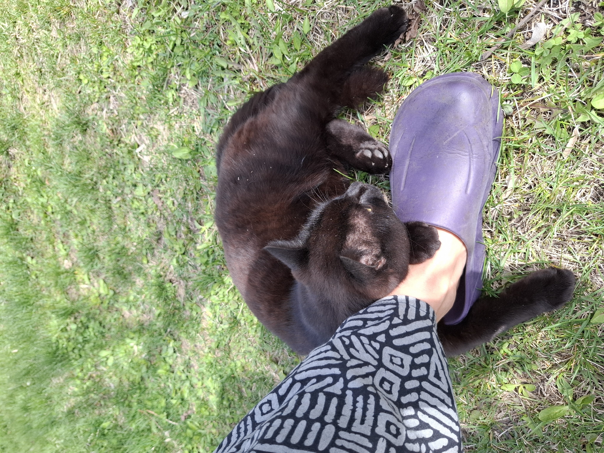 An overhead, close-up shot captures a black cat lying on its back and side on a grassy surface, engaged in an interaction with a person. The setting is outdoors, under bright daylight, suggested by the shadows and vibrant green of the grass, which also shows some sparser, drier patches. This scene takes place in Khlevnoye, Russia.
The black cat, with a slight reddish-brown sheen to its fur in the sunlight, is positioned with its belly exposed, one leg extended, and paws with visible claws resting on the ground. Its head is tilted upwards, looking towards a person's hand which is gently placed near its head and neck. The cat appears relaxed and affectionate, possibly being petted. Next to the cat's head and the person's hand is a distinct, deep purple rubber boot.
The person's arm is visible from the elbow down, covered by a long-sleeved garment featuring a prominent black and white geometric or tribal pattern. The composition suggests an intimate moment between the person and the cat. There is no visible text in the image.