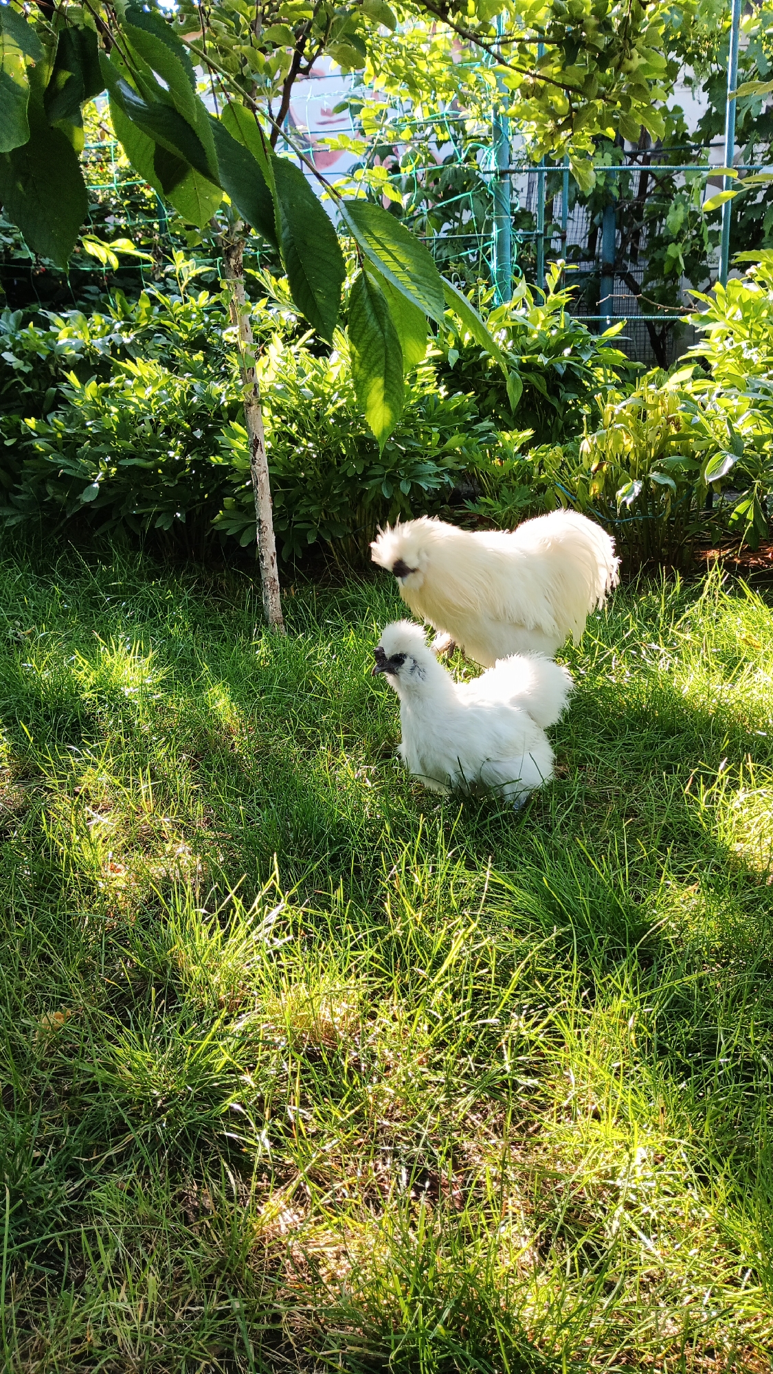 Two white silkie chickens are in a grassy area with a lush green background of bushes and trees. One chicken, appearing to be an adult, stands slightly behind and to the right of the other. The second chicken, smaller and possibly younger, is positioned in the foreground to the left. Both chickens have fluffy white feathers, dark eyes, and dark beaks. Sunlight is dappling through the leaves of the trees, creating bright spots and shadows on the grass. The scene suggests a peaceful, natural setting, likely a backyard or garden. The mention of Kryvyi Rih, Ukraine, indicates the geographical context of this image.