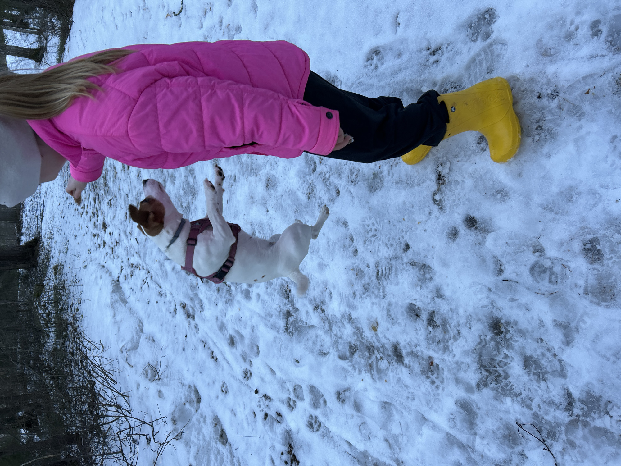 A person in a pink jacket and yellow boots stands in the snow. A white dog with brown markings is jumping up towards the person. The area is snow-covered with some visible tracks and vegetation. The location and its city are not identifiable in this image.