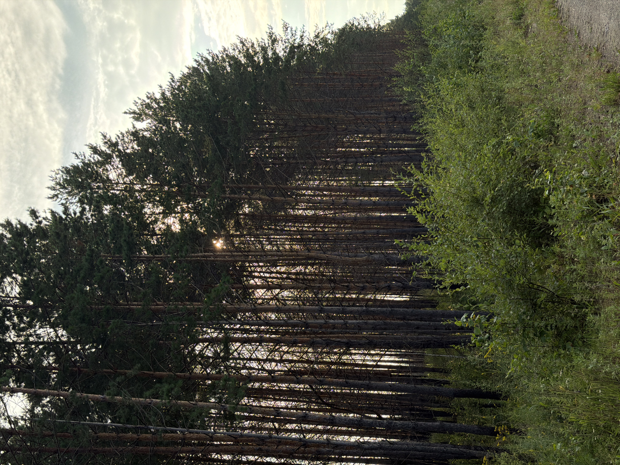 A dense row of tall pine trees forms a forest edge on the left side of the image. The trees are closely spaced with dark, rough bark and green needles. Sunlight filters through the branches, creating dappled light and highlighting the trunks. In the foreground, a mixture of green foliage and grasses grows, with some wildflowers visible. A dirt path or road runs along the right edge of the image, curving away into the distance. The sky above is partly cloudy with a soft, diffused light. The scene appears to be a natural setting on the outskirts of the city of Tsiolkovsky, Russia.