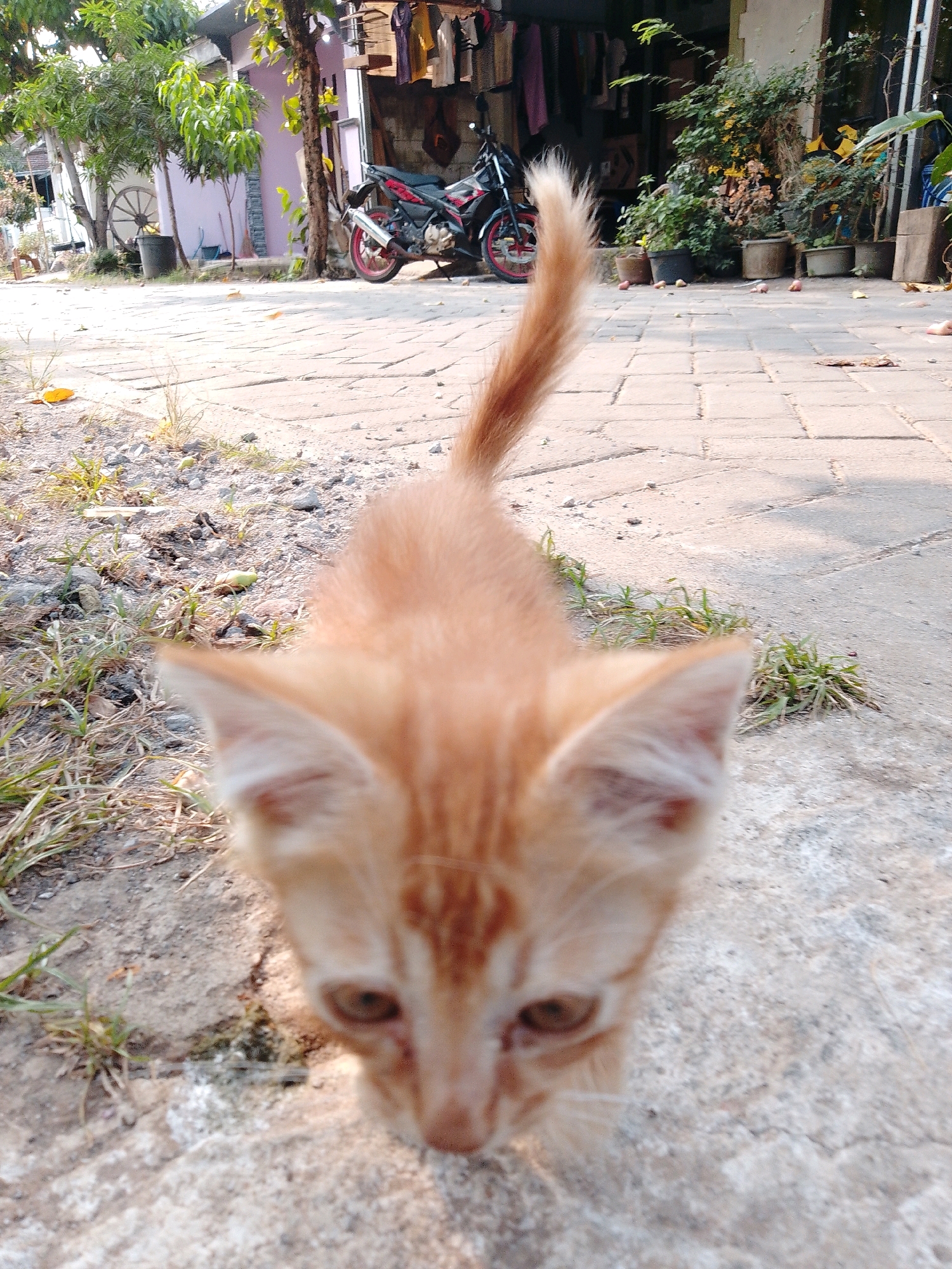 An outdoor scene captured from a low angle shows an orange tabby kitten in the foreground, its face blurred and close to the ground. The kitten's tail is visible, extending upwards and out of focus. The background is a paved walkway with some sparse grass and dirt patches. Further in the background, a motorcycle with red accents is parked in front of a building with laundry hanging outside. The environment appears to be a residential area in Cikal, Indonesia.