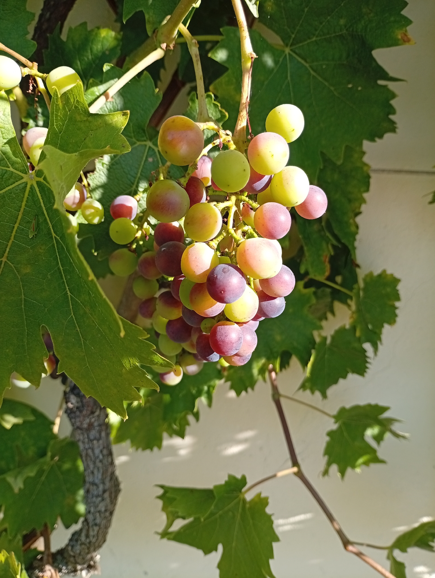 The image shows a close-up of a bunch of ripening grapes hanging from a vine. The grapes are in various stages of ripeness, with some being green and others showing a blush of pink and purple. The leaves of the grape vine are a vibrant green and are also visible in the foreground and background. The sunlight casts dappled shadows on the grapes and leaves, indicating an outdoor setting. The image was taken in Holm, Germany.